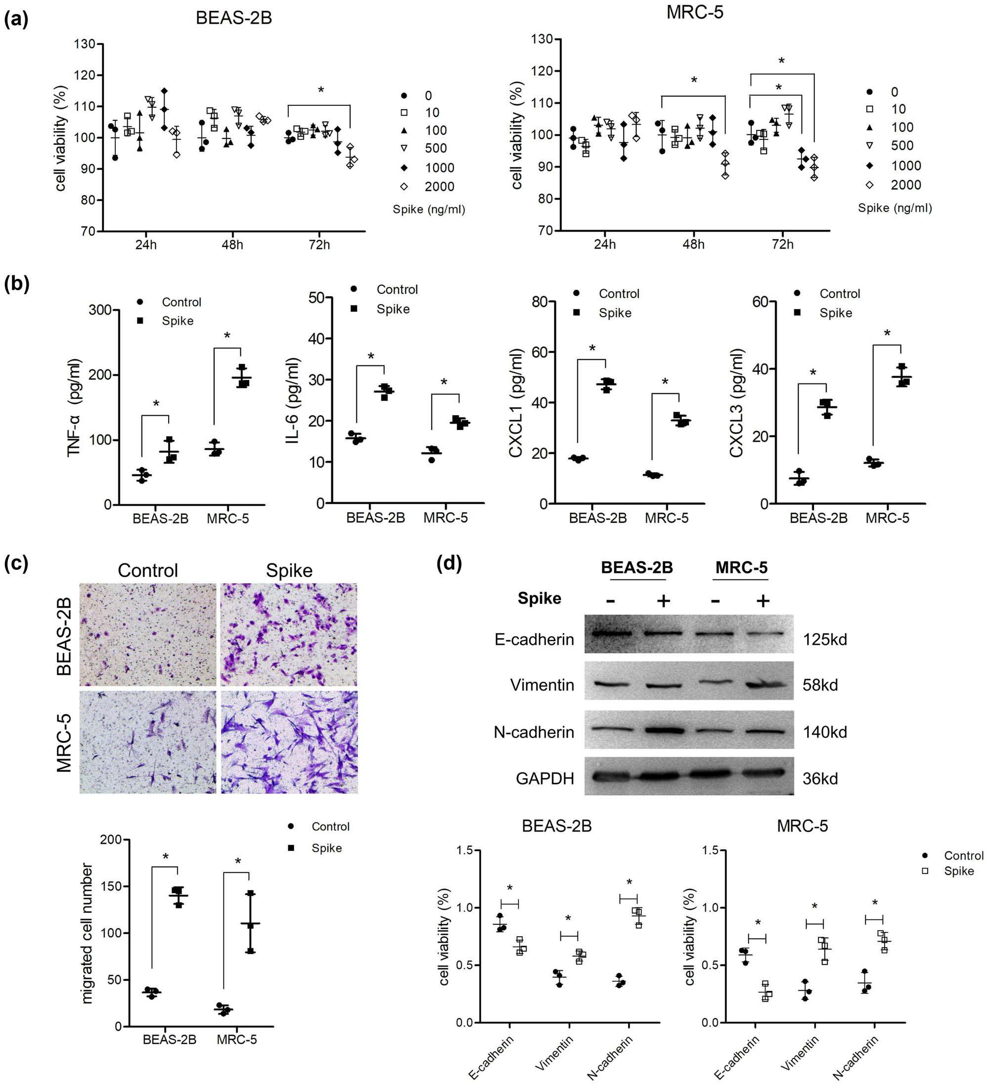Figure 1 
                  Spike protein induced inflammatory molecule secretion and EMT of lung cells. (a) Cells were co-cultured with different concentrations of S protein for 24, 48, and 72 h. MTT was used to detect cell viability (n = 3). After cells were treated with 1,000 ng/mL S protein for 48 h, (b) ELISA was used to analyze the supernatant levels of TNF-α, IL-6, CXCL1, and CXCL2 (n = 3). (c) Transwell assay was performed to detect migration ability (n = 3) and (d) western blotting was used to detect the protein levels of E-cadherin, vimentin, and N-cadherin (n = 3).
               