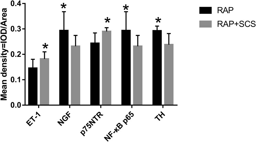 Figure 4 
                     Average optical densities of the various target proteins in the atrial tissue. *P < 0.05.
                  