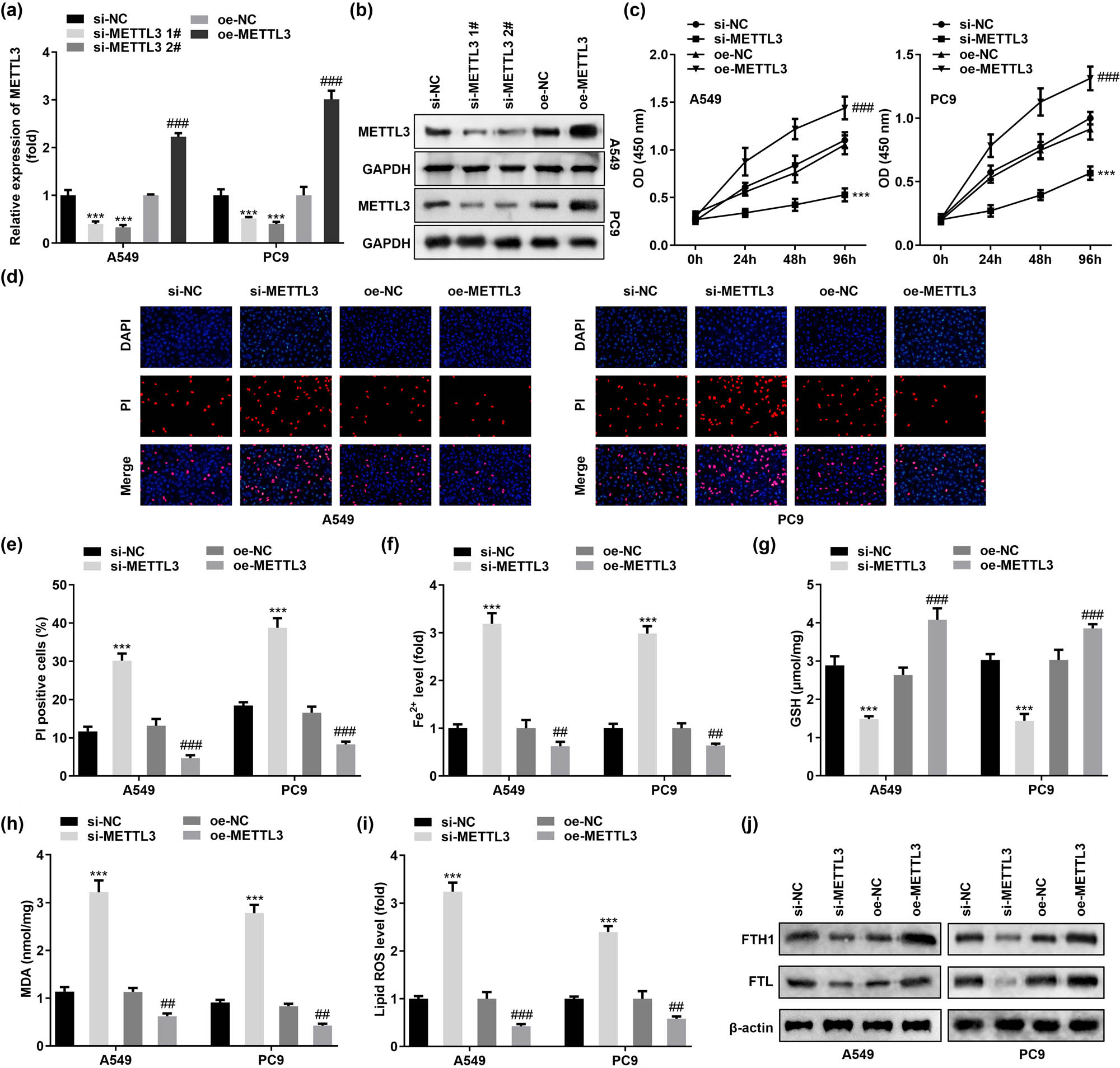 Figure 2
METTL3 silencing is critical for the induction of ferroptosis sensitivity in LC cells. (a and b) Knockdown or overexpression efficiency of METTL3 was verified by RT-qPCR and western blot after introduction of METTL3 siRNAs (si-METTL3 1# and si-METTL3 2#) and METTL3 overexpression plasmid (oe-METTL3) in A549 and PC9 cells, respectively. Among them, si-METTL3 2# showed stronger knockdown efficiency. (c) CCK-8 assay was conducted to obtain data on the change in cell viability after overexpression or knockdown of METTL3 in A549 and PC9 cells, respectively. (d and e) DAPI/PI staining was performed to detect cell death. (f–i) Determination of Fe2+, GSH, MDA, and lipid ROS in METTL3 knockdown or overexpression cells. (j) Expression of FTH1 and FTL proteins, the negative regulators of ferroptosis, was detected by western blot. ##
P < 0.01, ###
P < 0.001, ***P < 0.001.