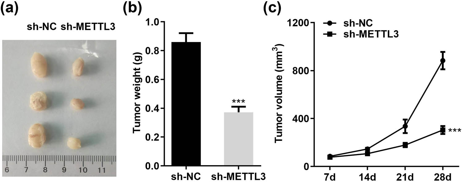 Figure 3
METTL3 accelerates the growth of LC cells in vivo. (a) Pictures of xenografts isolated from nude mice after sacrifice. (b and c) Tumor weights (b) and growth curves (c) of subcutaneous xenograft models injected with stably knockdown METTL3 (sh-METTL3) and negative control (sh-NC) A549 cells. ***P < 0.001.