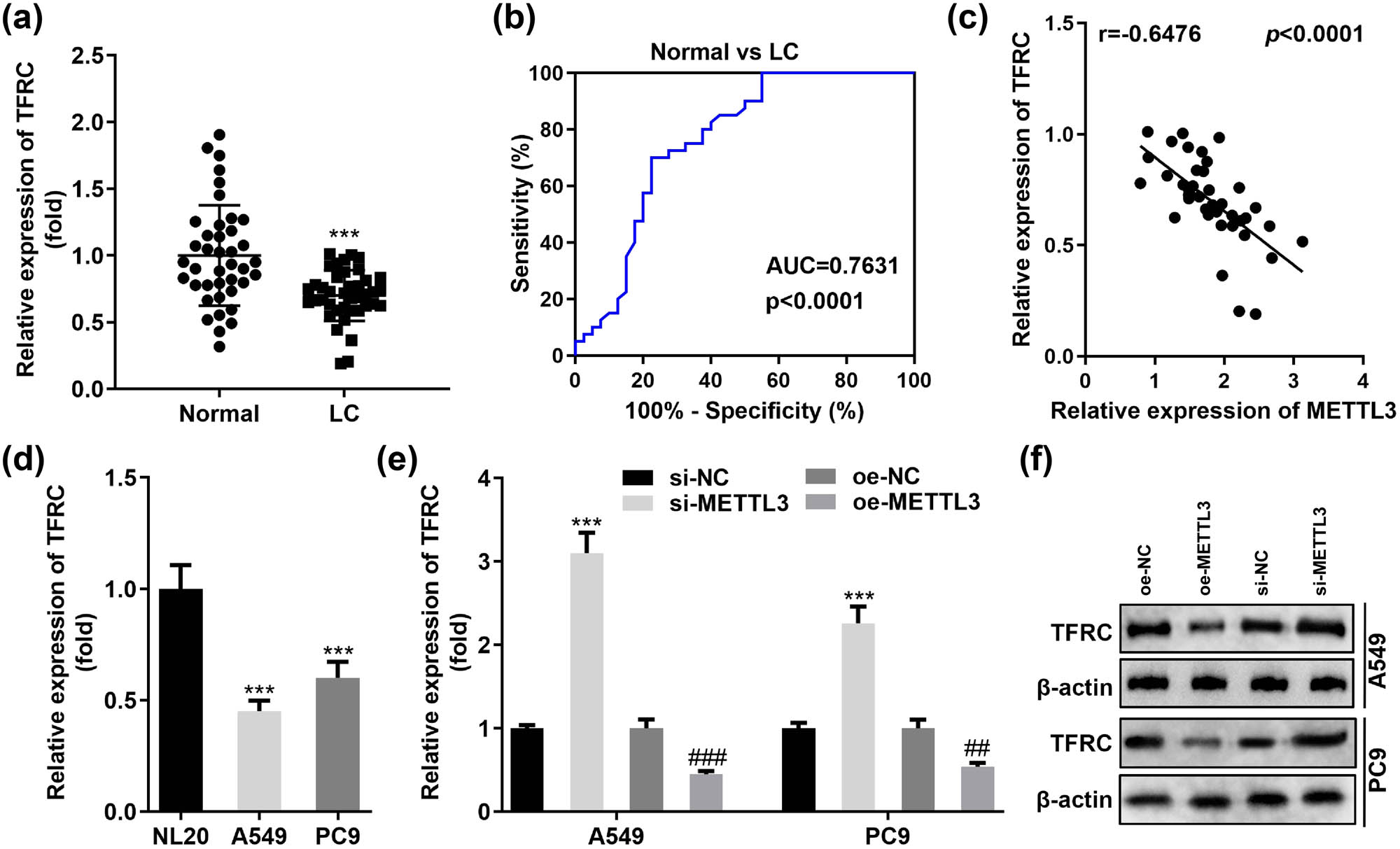 Figure 4
METTL3 negatively regulates TFRC levels in LC. (a) TFRC was significantly reduced in 40 primary LC tissues using normal tissues adjacent to the cancer as controls. (b) ROC curves were established to examine the practical value of TFRC in clinical practice. (c) Correlation between METTL3 and TFRC was analyzed based on RT-qPCR data. (d) Restricted TFRC levels were found in two representative LC cell lines (A549 and PC9). (e and f) Relative levels of TFRC mRNA and protein were detected by RT-qPCR and western blotting in A549 and PC9 cells transfected with si-METTL3 and oe-METTL3, respectively. ##
P < 0.01, ###
P < 0.001, ***P < 0.001.