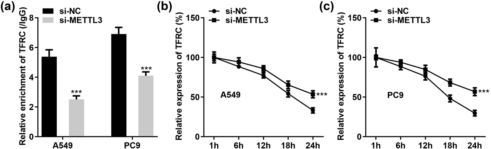 Figure 6
METTL3 silencing enhances the stability of TFRC mRNA. (a) Relative enrichment of TFRC in anti-m6A was reduced after treatment with si-NC or si-METTL3 in A549 and PC9 cells. (b and c) Half-life of TFRC mRNA in both cells (A549 and PC9) was prolonged after METTL3 silencing. ***P < 0.001.