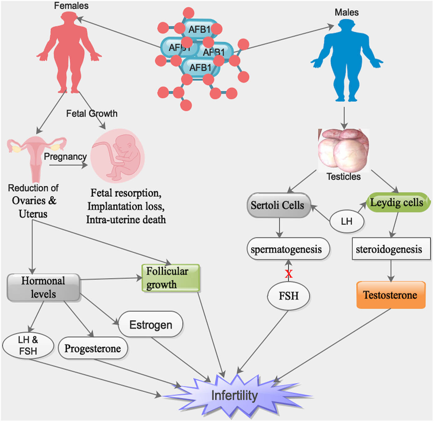Figure 1
Influence of the ingested AFB1 by various ways in both male and female reproductive organs, resulting in infertility and/or fetal instability during pregnancy. X = inhibitory. Note: human symbols denote both humans/animals.