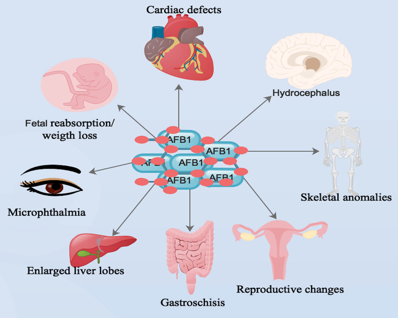 Figure 2
Main body organs that AFB1 was capable of triggering deformities during prenatal exposes. Note: human symbols denote both humans/animals.