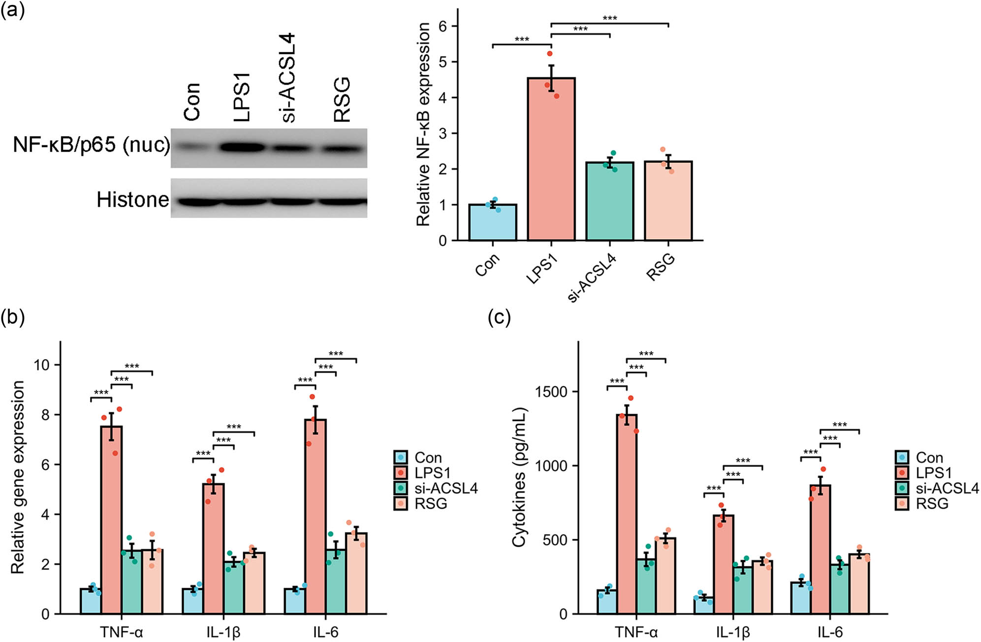 Figure 6 
                  The effect of si-ACSL4 or RSG on LPS-induced inflammation. LPS (1 μg/mL) exposure to Caco-2 cells for 24 h with or without si-ACSL4 or RSG treatment, the protein expression of NF-κB/p65 was measured using western blot (a); the gene expression (b) and production in the supernatant (c) of TNF-α, IL-1β and IL-6 were analyzed using RT-qPCR and ELISA kit, respectively. ***
                     P < 0.001.
               