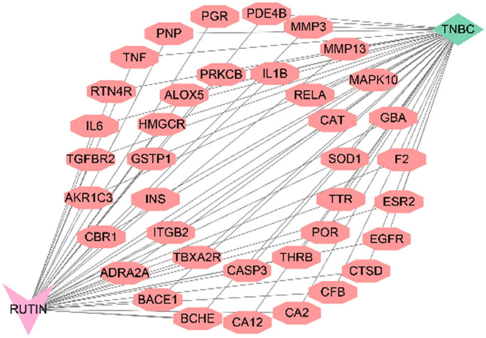 Figure 3 
                  Drug–target–disease action network diagram of intersected targets.
               