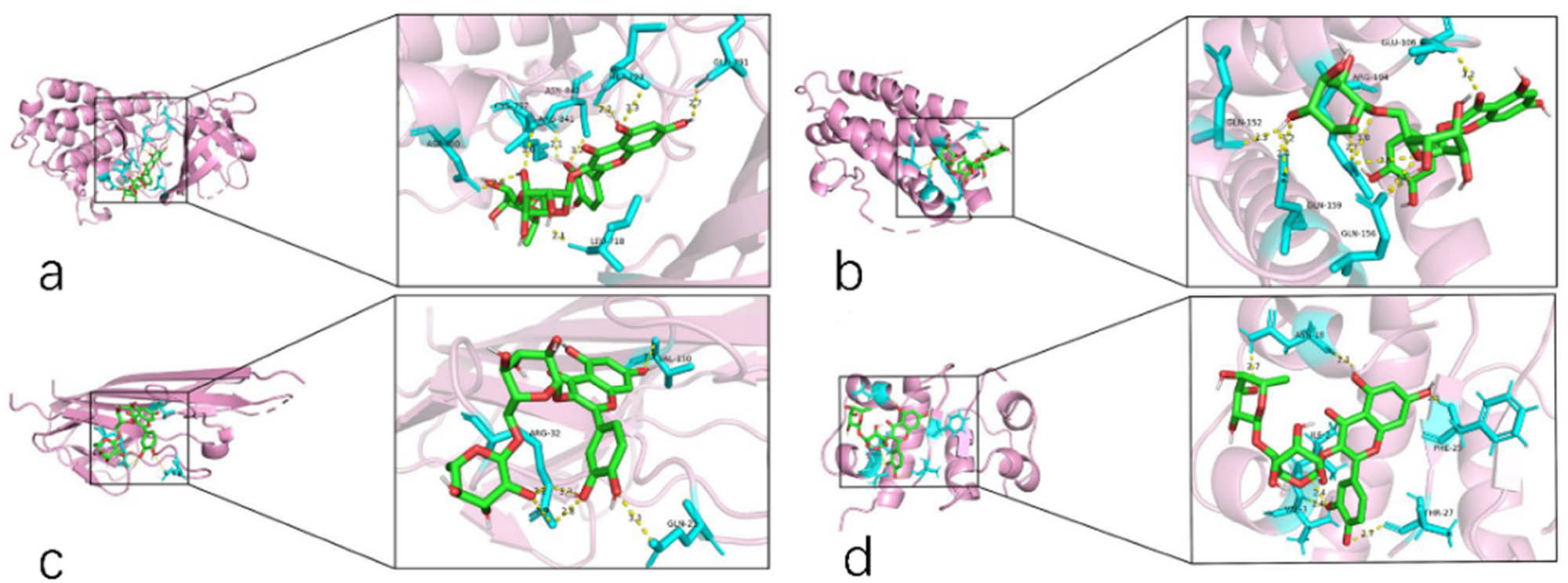 Figure 7 
                  Rutin and core targets conformations: (a) EGFR, (b) IL6, (c) TNF, and (d) INS.
               