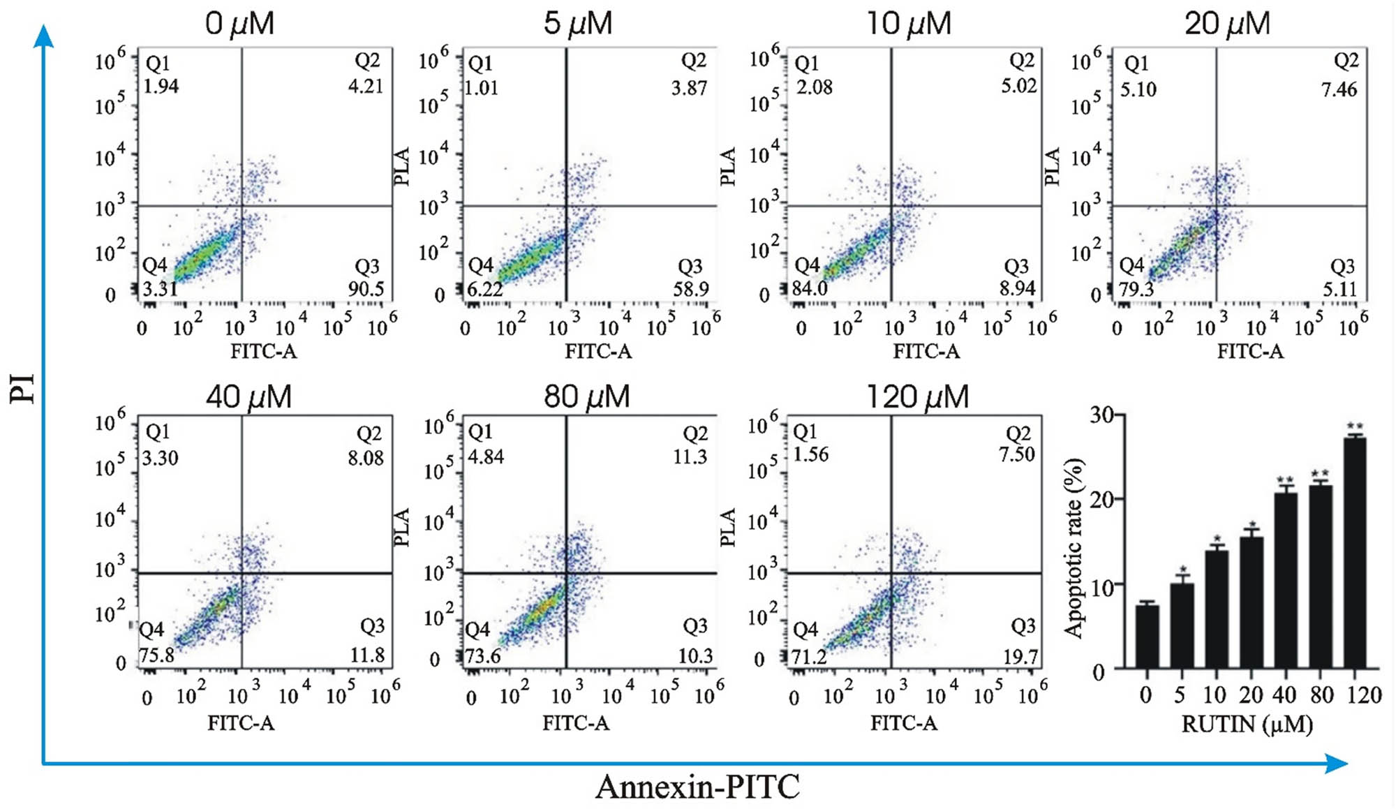 Figure 9 
                     Effect of the different concentrations of rutin on the apoptosis of the MDA-MB-231 cell line.
                  