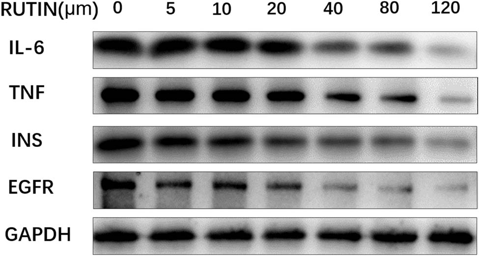 Figure 11 
                     Protein expression levels of IL6, TNF, INS, EGFR, and GAPDH in cell cycle control in the MDA-MB-231 cell line treated with rutin.
                  