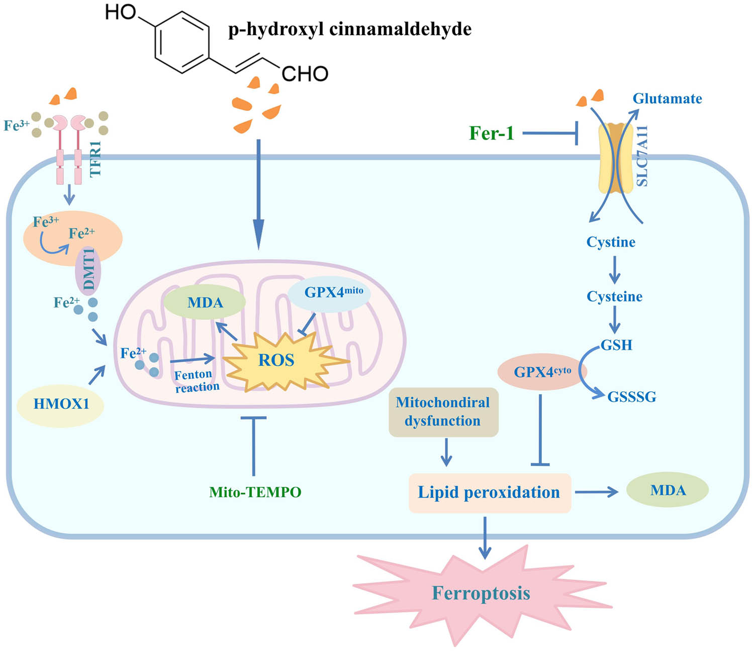 Teaser image from the article