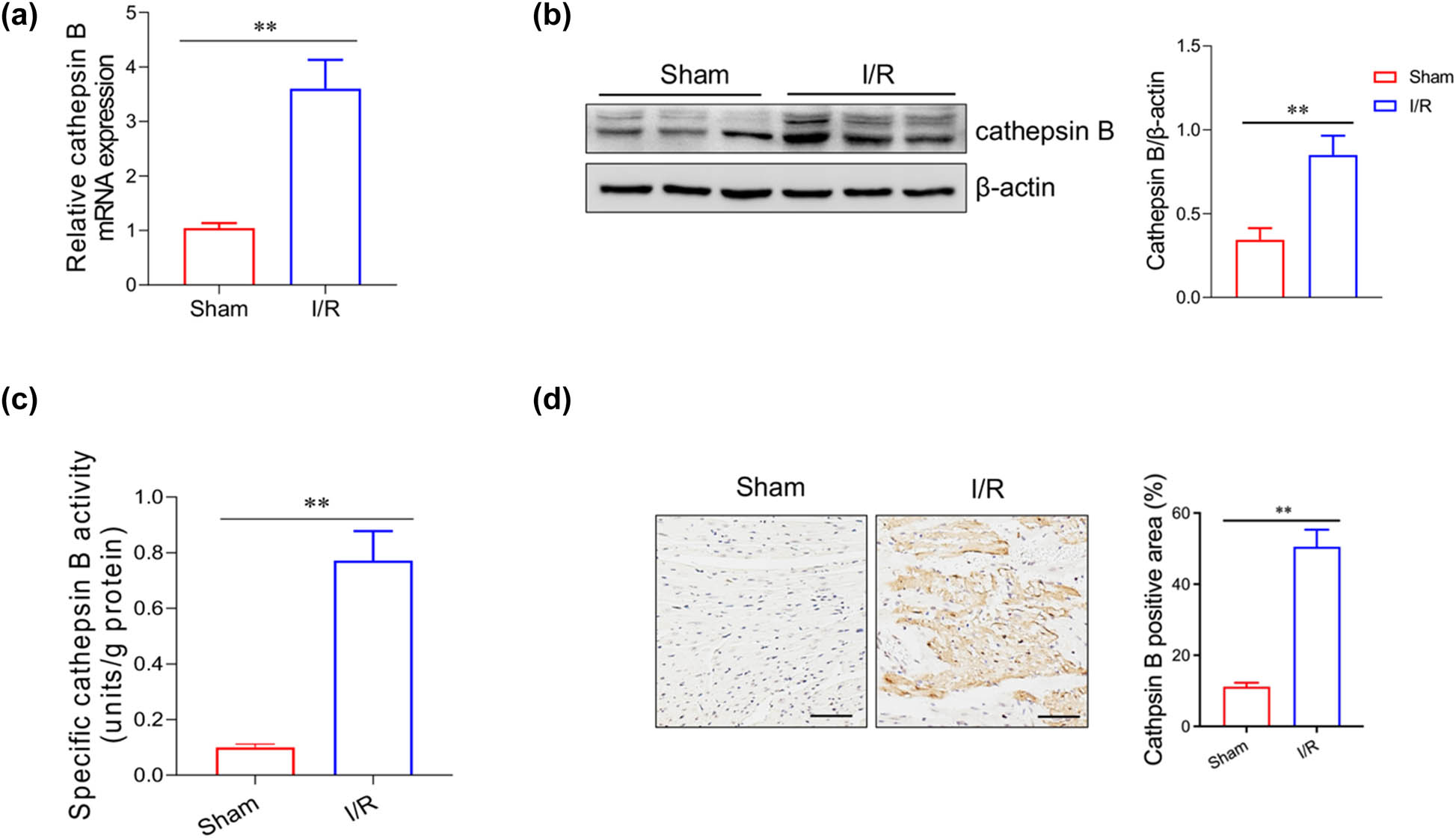 Figure 1
Cathepsin B levels were increased in the heart tissue of myocardial I/R mice. (a) The relative mRNA expression level of cathepsin B in the heart tissue of the myocardial I/R mice was analyzed by qRT-PCR. The protein level (b) and the activity (c) of cathepsin B were evaluated by western blotting analysis and ELISA, respectively. (d) The localization of cathepsin B in the mouse heart tissue was determined by immunohistochemistry. **p < 0.01. Data are representative of three independent experiments with similar results.