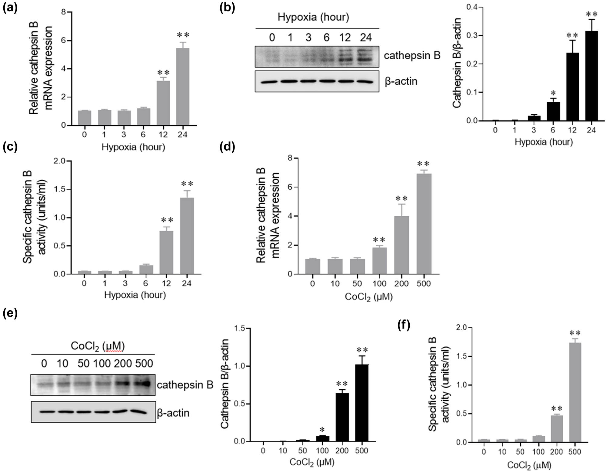 Figure 3
Cathepsin B expression is increased in AC16 cells under hypoxic conditions. (a–c) AC16 cells were incubated with 1% O2 for 0, 1, 3, 6, 12, and 24 h. The mRNA level of cathepsin B was analyzed by q-PCR (a); the protein level of cathepsin B was evaluated by western blotting analysis (b); and the activity of cathepsin B was assessed by ELISA (c). (d–f) AC16 cells were treated with different CoCl2 concentrations (0, 10, 50, 100, 200, and 500 μM) for 24 h. The mRNA level of cathepsin B was analyzed by q-PCR (d). The protein level of cathepsin B was evaluated by western blotting analysis (e). The activity of cathepsin B was assessed by ELISA (f). **p < 0.01. Data are representative of three independent experiments with similar results.