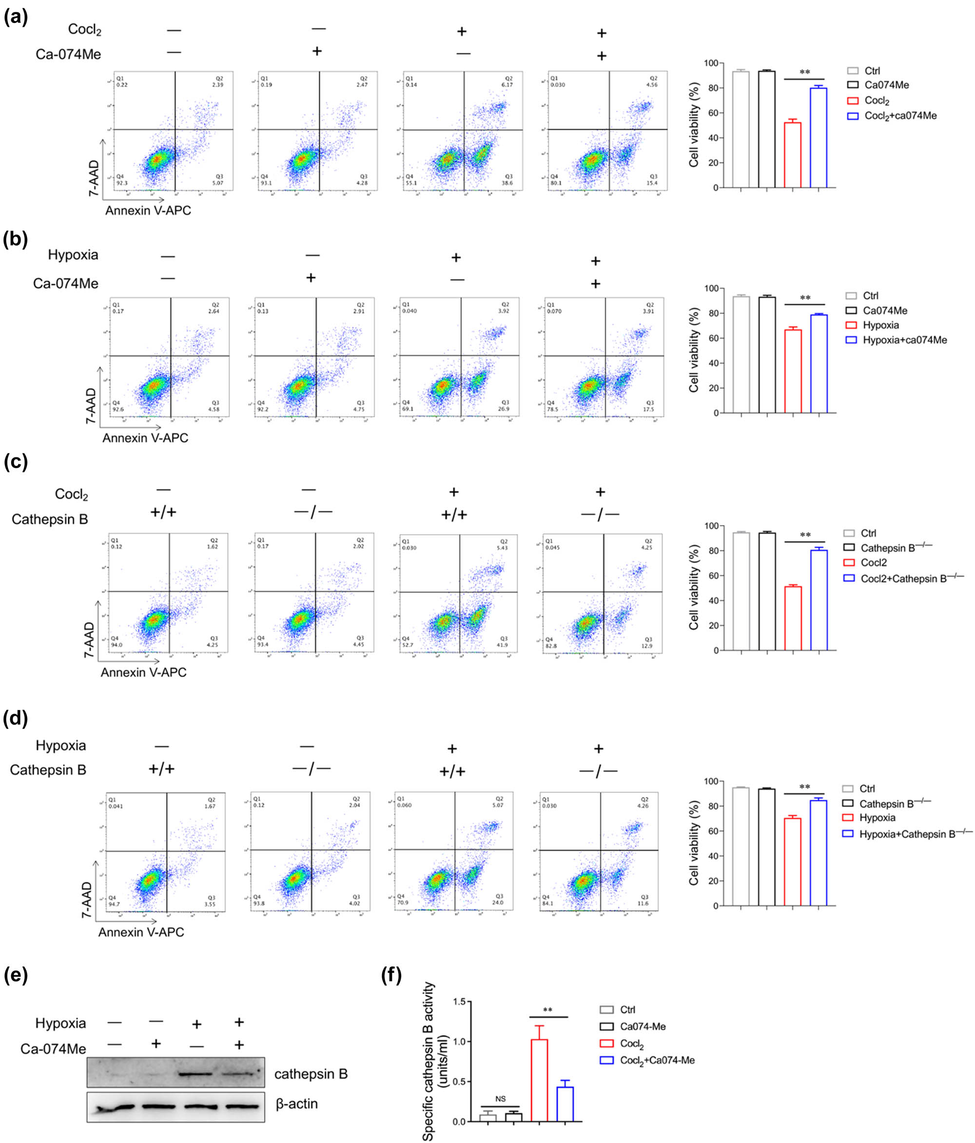 Figure 4
Inhibition of cathepsin B reduces AC16 cell apoptosis under hypoxic conditions. (a) AC16 cells were treated with CoCl2 (200 μM) in combination with or without Ca-074 Me (10 μM) for 24 h. Cell viability of AC16 cells was evaluated by flow cytometry. (b) AC16 cells were cultured under 1% O2 condition in combination with or without Ca-074 Me (10 μM) for 24 h. Cell viability of AC16 cells was determined by flow cytometry. (c) Cathepsin B+/+ and cathepsin B−/− AC16 cells were stimulated with CoCl2 (200 μM) with or without Ca-074 Me (10 μM) for 24 h, and then, the cell viability of AC16 cells was evaluated by flow cytometry. (d) Cathepsin B+/+ and cathepsin B−/− AC16 cells were cultured under 1% O2 condition with or without Ca-074 Me (10 μM) for 24 h, and then the cell viability of AC16 cells was determined by flow cytometry. (e and f) AC16 cells were treated with CoCl2 (200 μM) in combination with or without Ca-074 Me (10 μM) for 24 h. The protein level of cathepsin B was evaluated by western blotting analysis (e); the activity of cathepsin B was assessed by ELISA (f). **p < 0.01. Data are representative of three independent experiments with similar results.