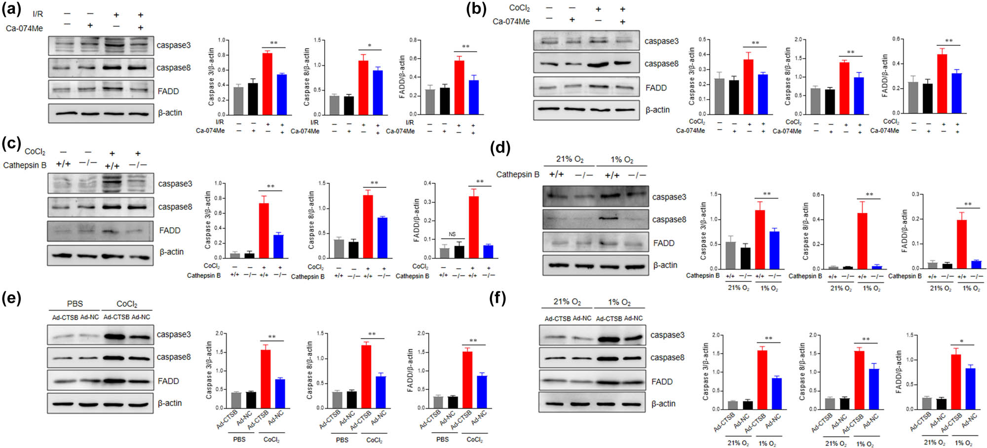 Figure 5
Cathepsin B promotes apoptosis of AC16 cells under hypoxic conditions through the caspase-3 pathway. (a) The protein levels of caspase-3, caspase-8, and FADD in AC16 cells cultured under 1% O2 condition with or without Ca-074 Me (10 μM) were evaluated by western blotting analysis. (b) The protein levels of caspase-3, caspase-8, and FADD in AC16 cells stimulated with CoCl2 (200 μM) for 24 h with or without Ca-074 Me (10 μM) were evaluated by western blotting analysis. (c) Cathepsin B+/+ and cathepsin B−/− AC16 cells were cultured under 1% O2 condition with or without Ca-074 Me (10 μM) for 24 h, then the expression of caspase 3, caspase 8, and FADD was determined by western blotting analysis. (d) Cathepsin B+/+ and cathepsin B−/− AC16 cells were stimulated with CoCl2 (200 μM) for 24 h with or without Ca-074 Me (10 μM), then the expression of caspase 3, caspase 8, and FADD was determined by western blotting analysis. (e and f) AC16 cells were seeded into six-well plates and allowed to grow at 50–70% confluence. The cells were transfected with the expression plasmid of cathepsin B for 48 h. (e) The protein levels of caspase-3, caspase-8, and FADD in AC16 cells stimulated with CoCl2 (200 μM) for 24 h were evaluated by western blotting analysis. (f) The protein levels of caspase-3, caspase-8, and FADD in AC16 cells cultured under 21% O2 or 1% O2 condition were evaluated by western blotting analysis. *p < 0.05, **p < 0.01, ns not significant. Data are representative of three independent experiments with similar results.