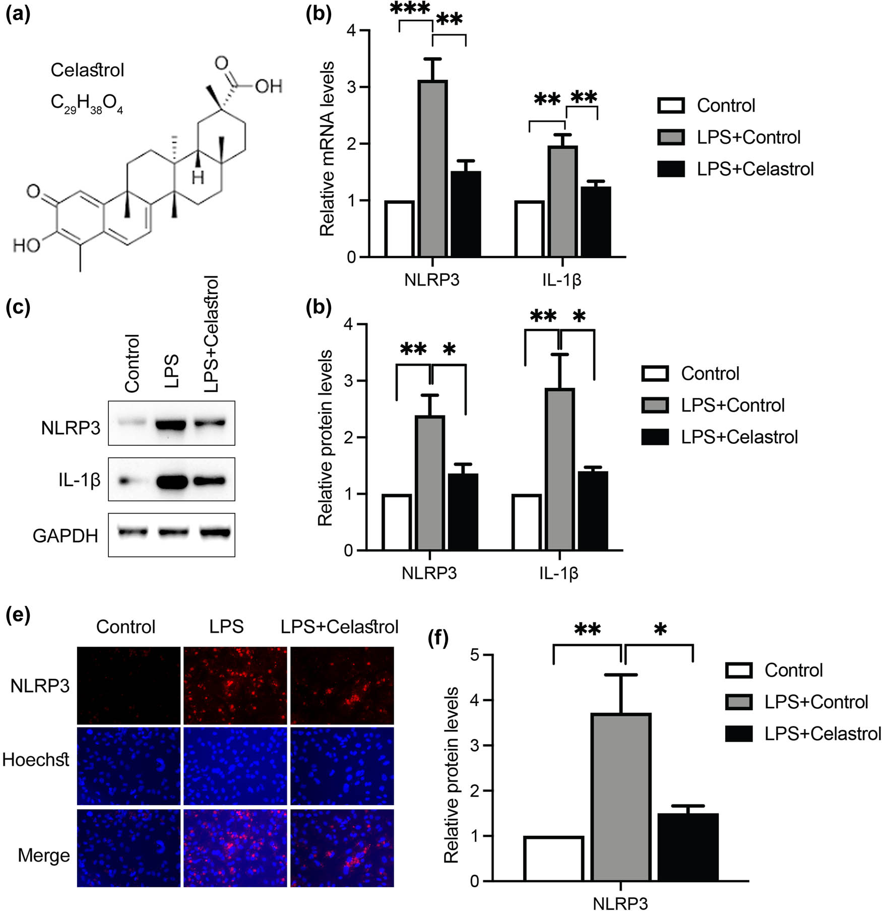 Figure 2
Celastrol suppresses LPS-induced inflammation in tenocytes via NLRP3. (a) Chemical formula and structure of celastrol. Tenocytes treated with LPS, with or without celastrol, were subjected to RT-qPCR or western blotting assays to determine the mRNA levels of NLRP3 and IL-1β (b), and the protein levels of NLRP3 and IL-1β (c) and (d). Tenocytes were also subjected to immunocytochemistry for the detection of NLRP3 expression (e) and (f). Scale bar, 10 μm. Data are shown as mean ± SD from three repeated experiments (n = 3). *denotes P < 0.05; **denotes P < 0.01; ***denotes P < 0.001.