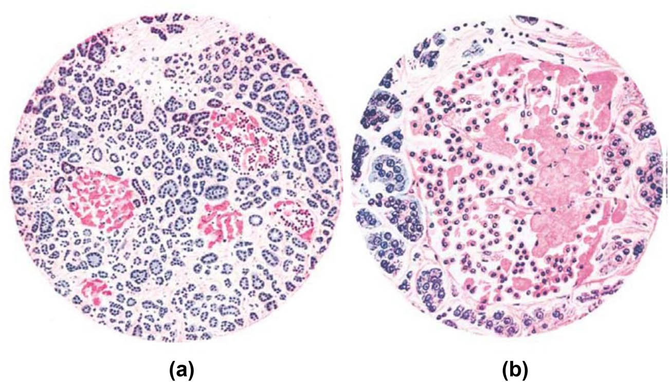 Teaser image from the article