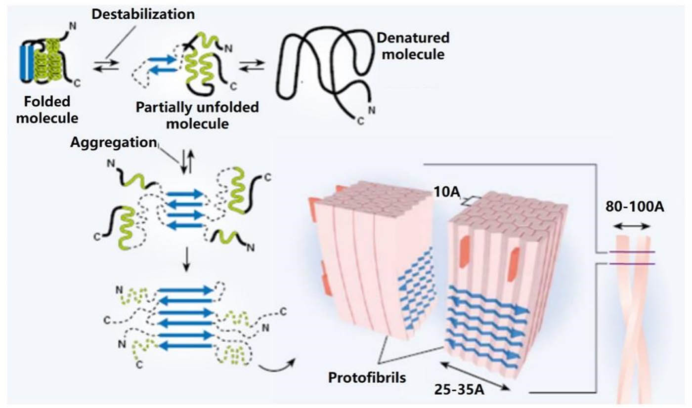 Figure 2
Aggregation of amyloid polypeptides in human islets.