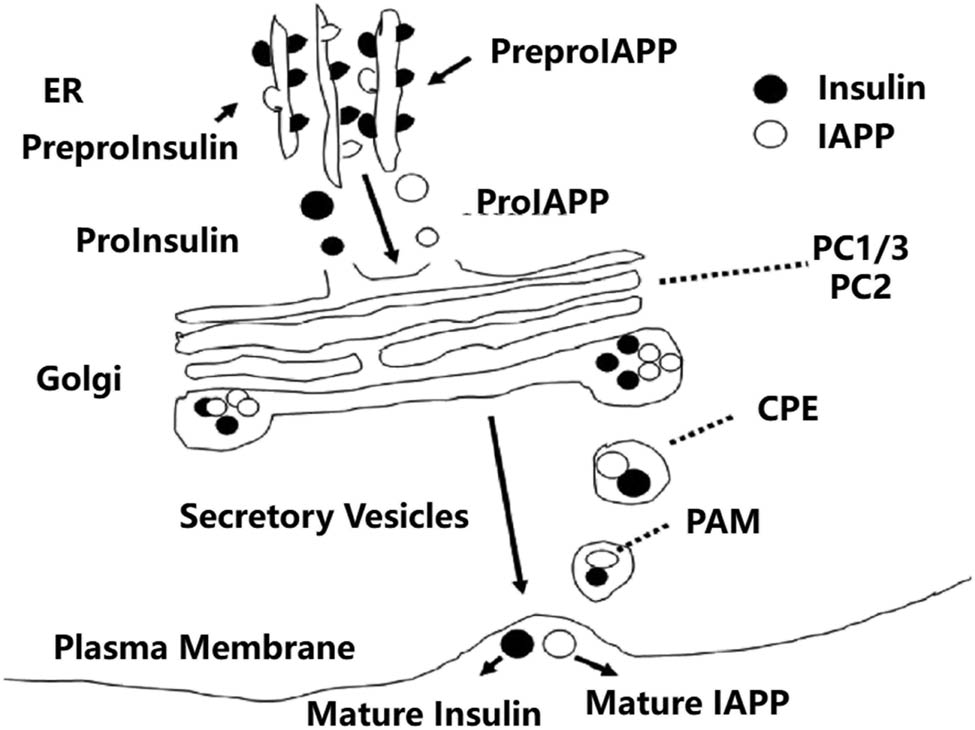 Figure 3
Biosynthesis of IAPP in β cells.