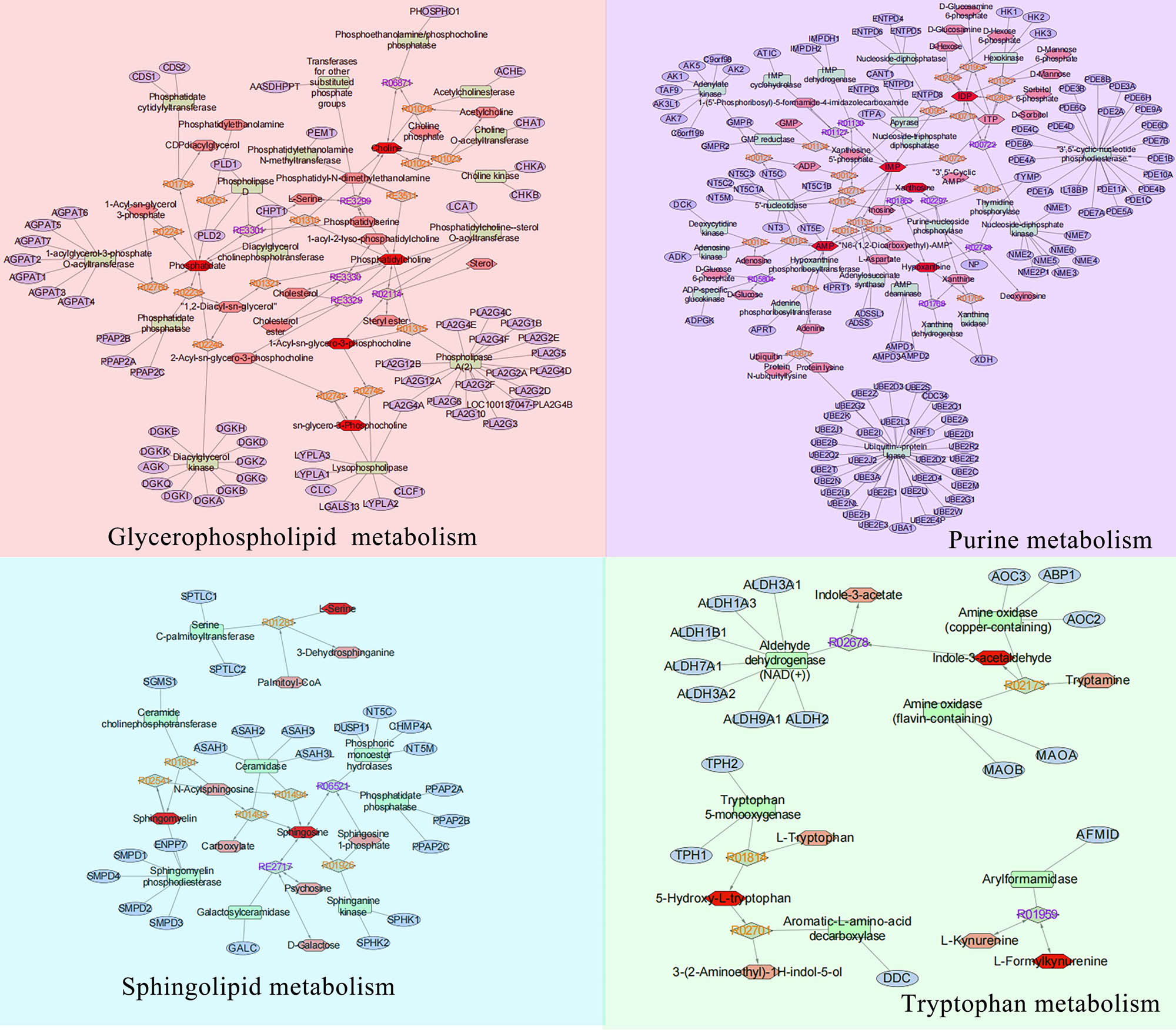 Figure 9
Compound–reaction–enzyme–gene networks of the key metabolites. The red hexagons, gray diamonds, green rectangles, and blue ovals represent the metabolite compounds, reactions, enzymes, and genes, respectively.
