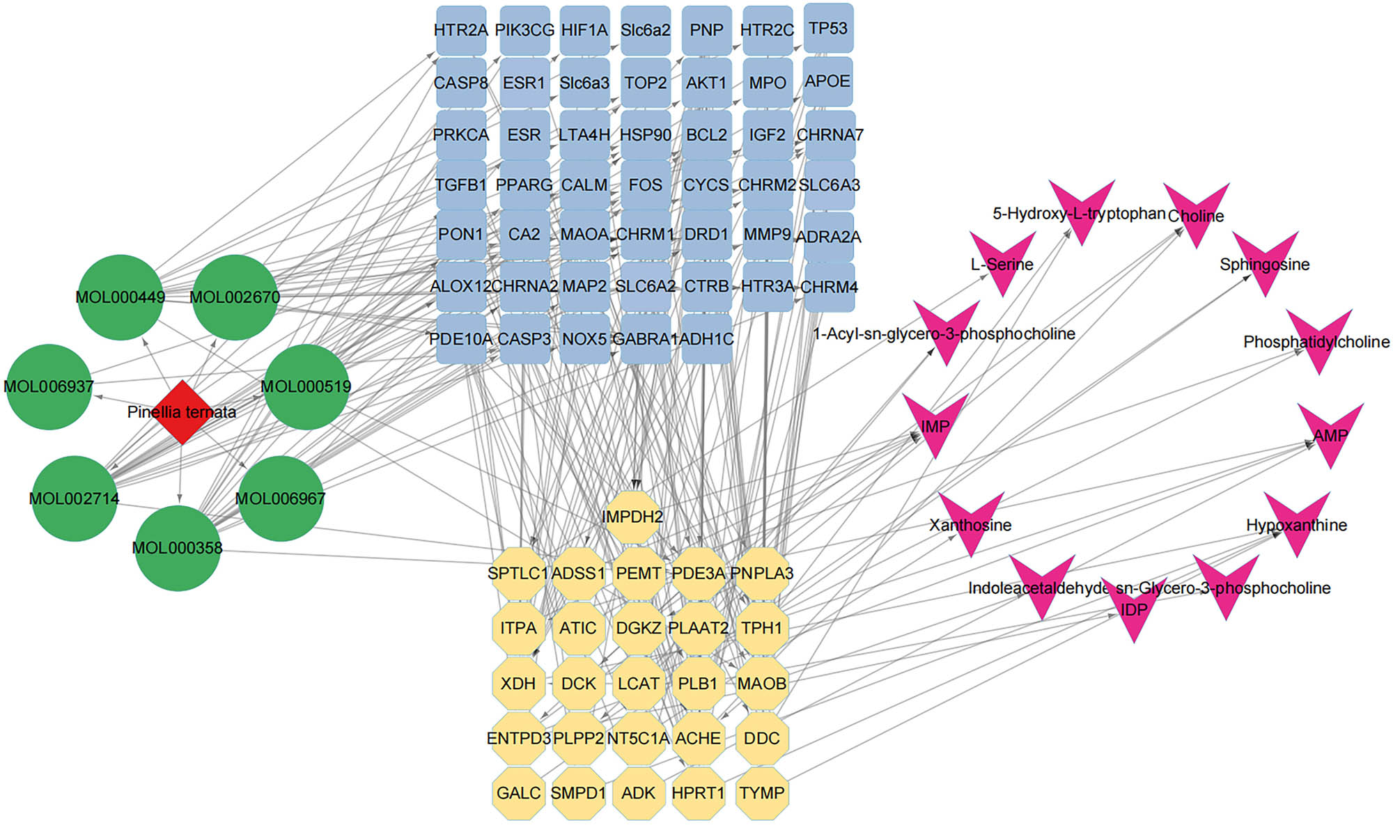 Figure 10
Networks of drug–bioactive components–target genes–metabolic enzymes–metabolites. The red diamond node represents PT drug, green circle nodes represent the candidate active components in PT, blue square nodes represent the target genes of the active components, yellow hexagon nodes represent the key metabolic enzymes, and the purple arrow nodes represent the key metabolites.