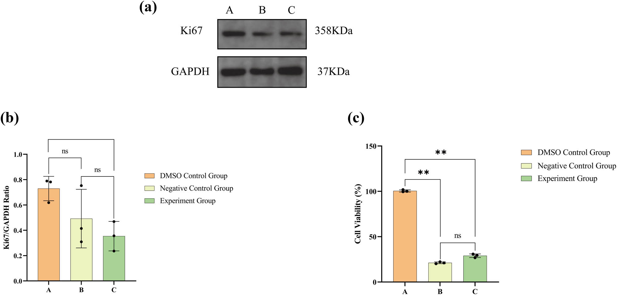 Figure 2 
                  (a) Western blot results for Ki67 and GAPDH protein expression, (b) statistical analysis of Ki67 expression levels, and (c) statistical analysis of the CCK-8 results. The numerical details can be seen in Figure 10a(a) and (b).
               