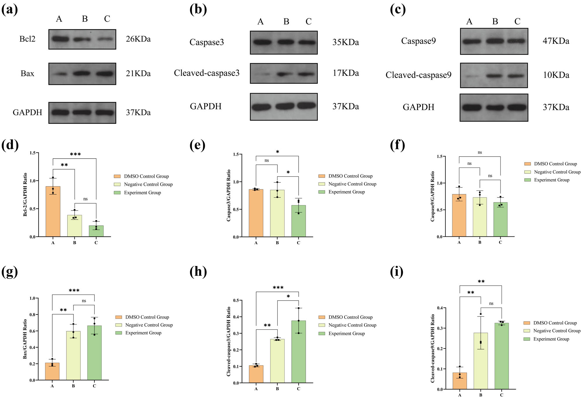 Figure 3 
                  (a) Western blot results are presented for the protein expression of Bcl-2, Bax, and GAPDH. (b) Western blot results for caspase3, cleaved-caspase3, and GAPDH expression. (c) Western blot results for caspase9, cleaved-caspase9, and GAPDH expression. (d) Statistical analysis for Bcl-2 expression. (e) Statistical analysis for caspase3 expression. (f) Statistical analysis for caspase9 expression. (g) Statistical analysis for Bax expression. (h) Statistical analysis for cleaved-caspase3 expression. (i) Statistical analysis for cleaved-caspase9 expression. The numerical details can be seen in Figure 10a(c)–(h).
               