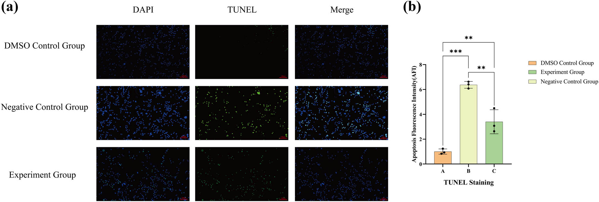 Figure 4 
                  (a) Outcomes of the TUNEL staining of 786-O cells in different groups following medication. (b) Statistical evaluation of the AFIs in each group. The numerical details can be seen in Figure 10b(a).
               