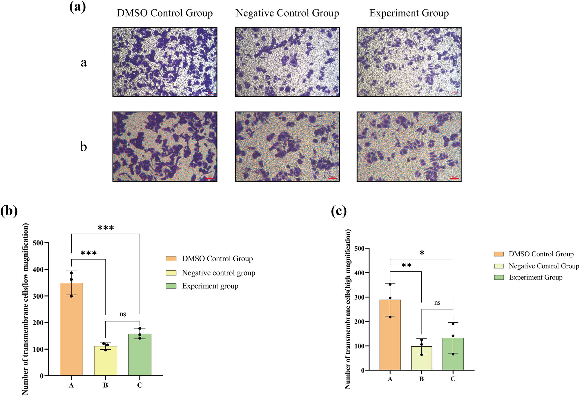 Figure 6 
                  (a) Outcomes of the Transwell tests on 786-O cells in different groups following medication; ((a) depicts the findings of the Transwell invasion test under low magnification (×100); while (b) illustrates the results of the Transwell invasion test under high magnification (×200). Cells that moved across the Transwell membrane were colored in a blue-purple hue using crystal violet staining solution). (b) Statistical analysis of cell migration through the Transwell membrane in each group at low magnification. (c) Statistical analysis of cell migration through the Transwell in each group at high magnification. The numerical details can be seen in Figure 10b(c) and (d).
               