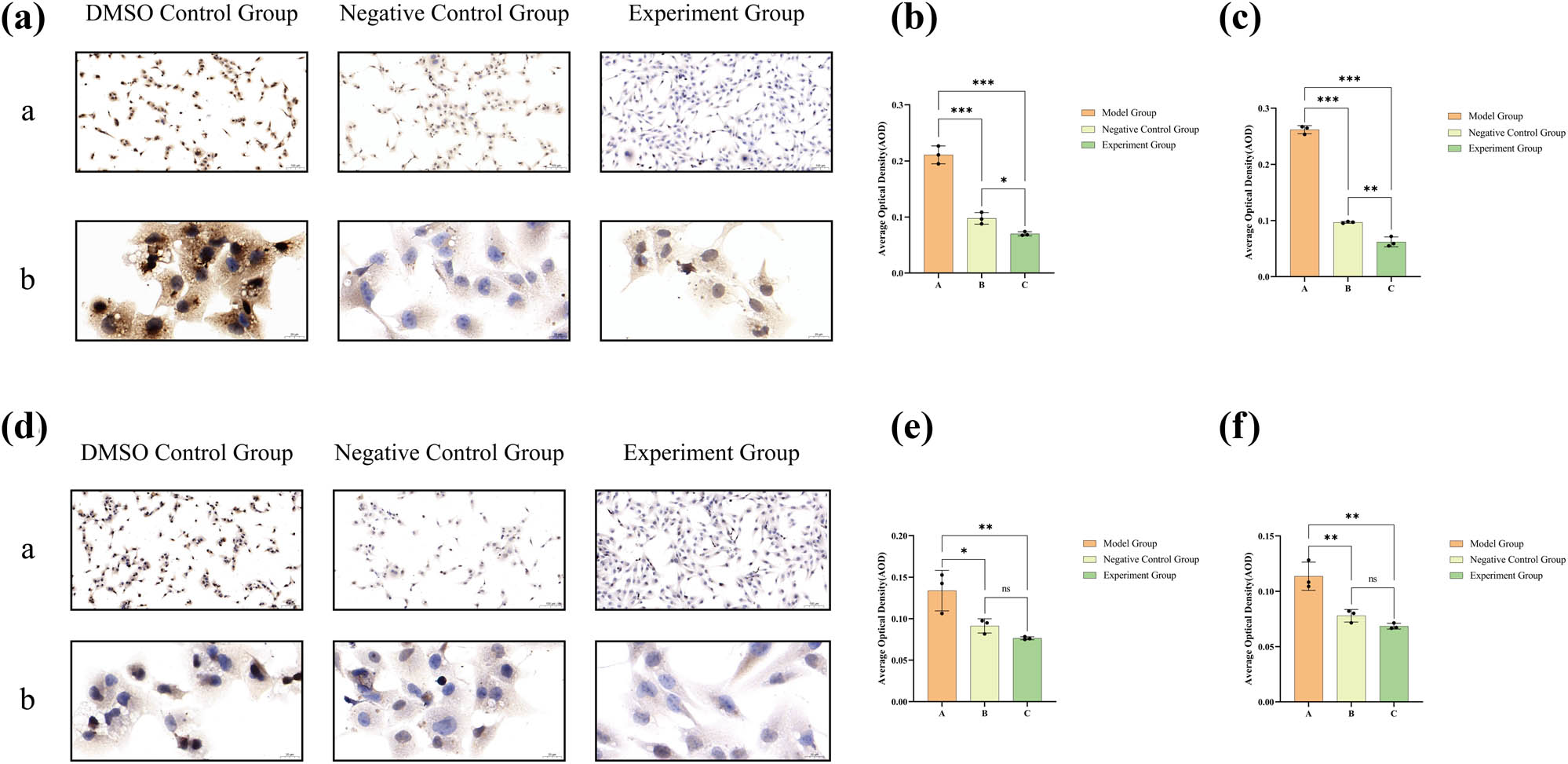 Figure 7 
                  Results of ICC staining for MMP2 expression in (a), and the combined results of ICC and DAB staining for MMP9 expression in (d). The appearance of brown granules in these sections serves as an indicator of positive expression. (a) Displays low-magnification images (×100) for closer inspection, while (b) offers high-magnification images (×400) for a more detailed view. (b) Statistical analysis of AODs pertaining to MMP2 expression at low magnification and (c) analogous analysis for MMP2 expression at high magnification. (e) Statistical analysis of AODs for MMP9 expression under low magnification and (f) corresponding analysis for MMP9 expression at high magnification. The precise numerical details can be found in Figure 10b(e)–(h).
               