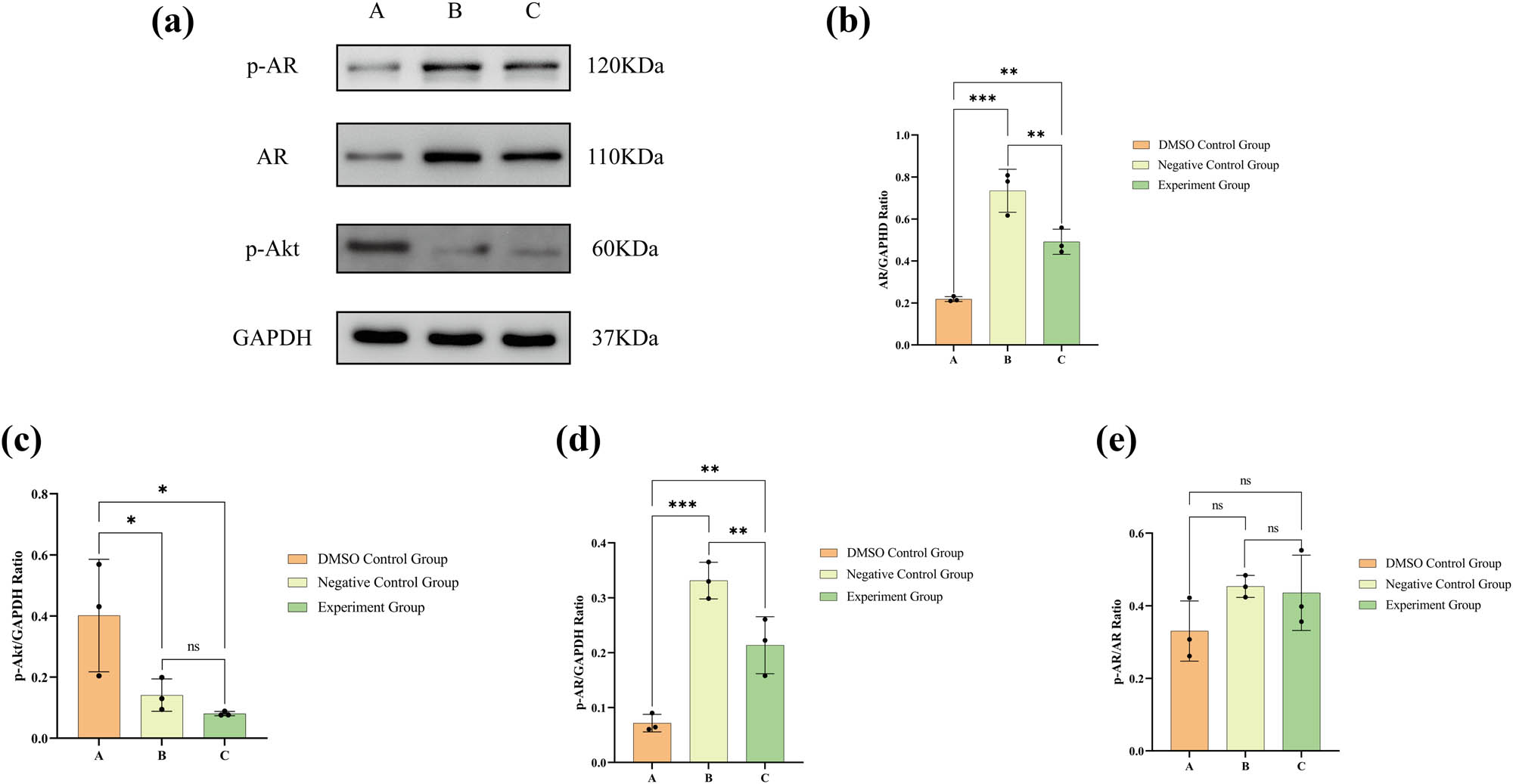 Figure 8 
                  (a) Western blot outcomes for the protein expression levels of p-AR, AR, p-Akt, and GAPDH; (b) statistical evaluation of AR expression; (c) statistical evaluation of p-Akt expression; (d) statistical evaluation of p-AR expression; and (e) statistical evaluation of the p-AR/AR ratio. The numerical details can be seen in Figure 10c(a)–(d).
               