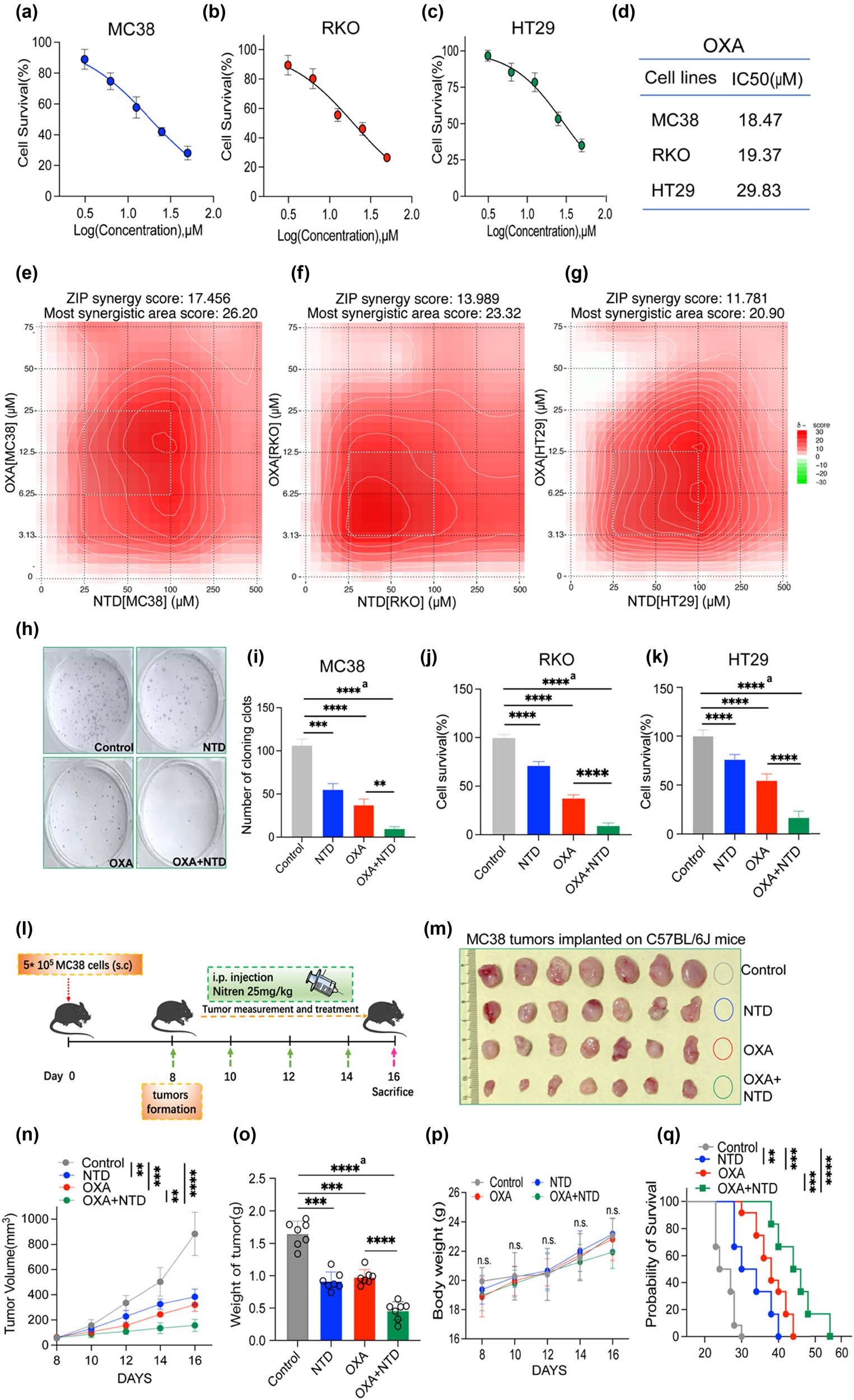 Figure 2 
                  NTD synergistically enhances the cytotoxicity of OXA against CRC cells. MC38 (a), RKO (b), and HT29 cells (c). (d) IC50 values of OXA for MC38, RKO, or HT29. (e)–(g) Heatmaps of drug combination responses. NTD and OXA synergistically inhibited MC38 (e), RKO (f), or HT29 (g) cell growth in vitro. MC38, RKO, or HT29 cells were treated with NTD and OXA at the indicated concentrations for 48 h, and CCK-8 was employed to detect cell viability. SynergyFinder software was used to calculate the ZIP Synergy scores. Scores > 0: synergism, and scores > 10: strongly synergistic. The gradation of the red regions revealed synergism intensity. The white rectangle displayed the concentrations encompassing the region of highest synergy, and the X- and Y-axes corresponding to the sides of the white rectangle demonstrate the concentrations at which the drug combination exerts the maximum inhibitory impact on cell proliferation. (h) and (i) The combination of OXA (12.5 μM) plus NTD (100 μM) enhanced the colony formation of MC38 cells. (j) CCK-8 detection of cell viability of RKO cells after being treated with OXA (12.5 μM) plus NTD (100 μM) for 48 h. (k) CCK-8 detection of cell viability of HT29 cells after being treated with OXA (12.5 μM) plus NTD (100 μM) for 48 h. (l) The scheme of NTD and OXA treatment on MC38 subcutaneous tumor model (control group [n = 7], NTD group [n = 7], OXA group [n = 7], OXA + NTD group [n = 7]). (m) Photo of MC38 subcutaneous tumor. (n) Growth of curve of tumor volume. (o) Weight of tumor. (p) Weight of mice. (q) The survival rate of MC38-tumor-bearing mice received combination therapy of NTD and OXA. a, analysis of variance performed between multiple groups.
               