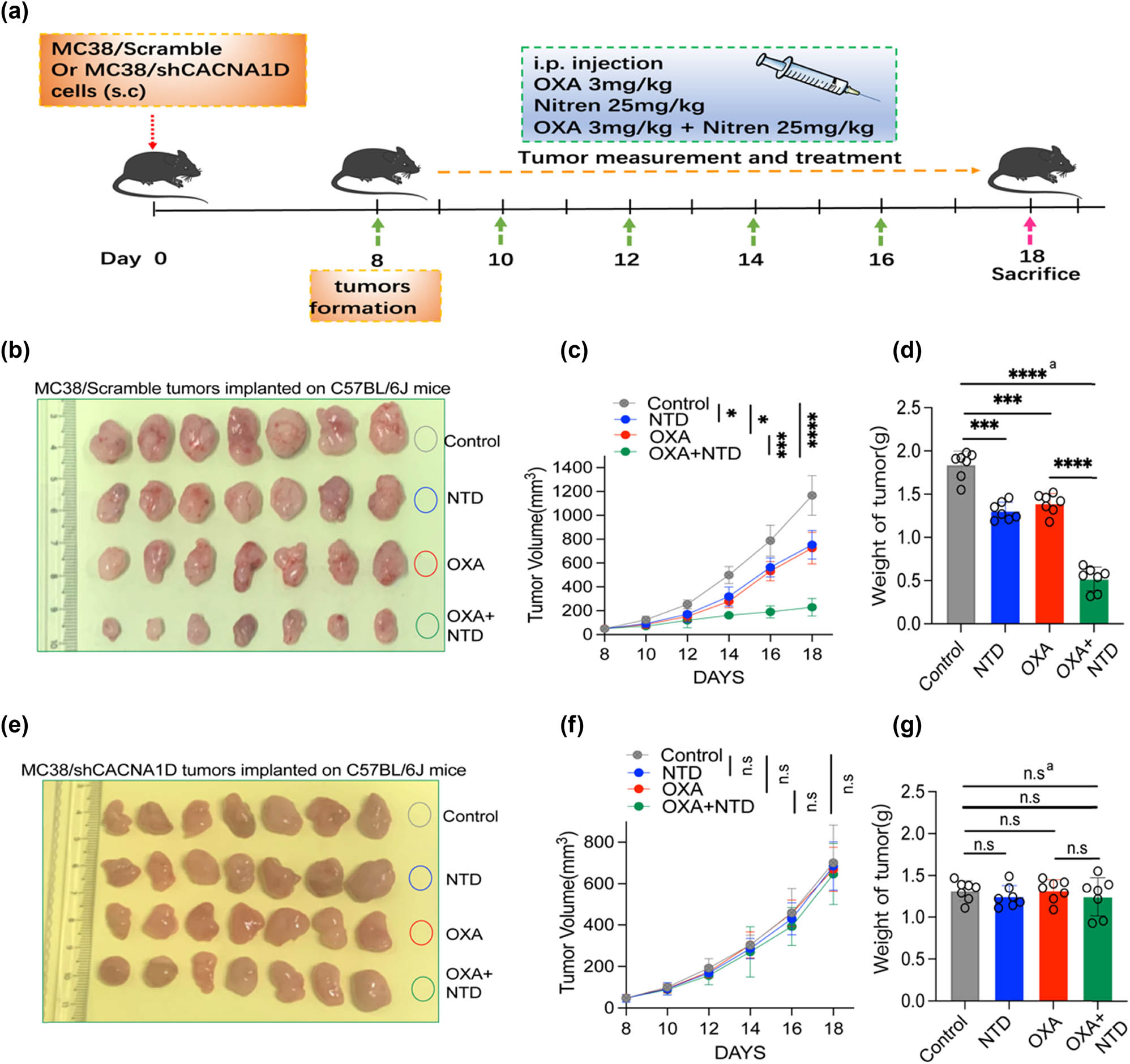 Figure 4 
                  NTD potentiates OXA inhibition on CRC in vivo by downregulating CACNA1D. (a) The scheme of scramble and shCACNA1D MC38 subcutaneous tumors after receiving combination therapy of NTD and OXA. (b) Photo of MC38/scramble group subcutaneous tumor(control group [n = 7], NTD group [n = 7], OXA group [n = 7], OXA + NTD group [n = 7]). (c) Growth curve of MC38/scramble group tumor. (d) Weight of MC38/scramble group tumor. (e) Photo of MC38/shCACNA1D group subcutaneous tumor (shCACNA1D group (n = 7), NTD + shCACNA1D group (n = 7), OXA + shCACNA1D group (n = 7), and OXA + NTD + shCACNA1D group (n = 7)). (f) Growth curve of MC38/shCACNA1D group tumor. (g) Weight of MC38/shCACNA1D group tumor. a, analysis of variance performed between multiple groups.
               