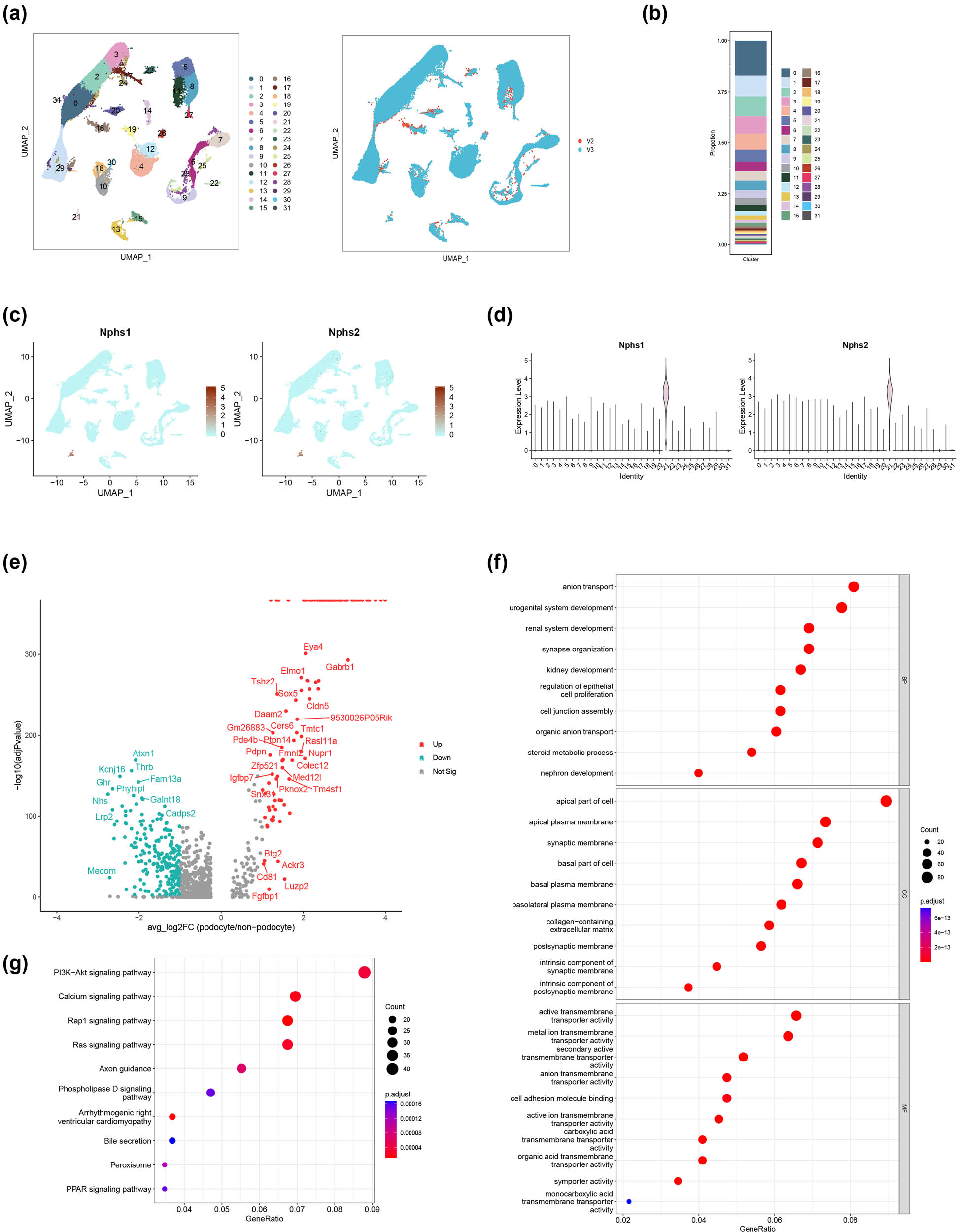 Figure 2 
                  Single-nucleus analysis of adult mouse kidney (GSE141115) and DEGs of podocytes. (a) Cell clusters of adult mouse kidney and sequencing protocol of the datasets. (b) Cell composition of adult mouse kidney. (c) Expression of podocyte markers (feature plot). (d) Expression of podocyte markers (violin plot). (e) Volcano plot of DEGs (podocytes vs non-podocytes). (f) GO enrichment of podocyte DEGs (top ten terms). (g) KEGG enrichment of podocyte DEGs (top 10 terms).
               