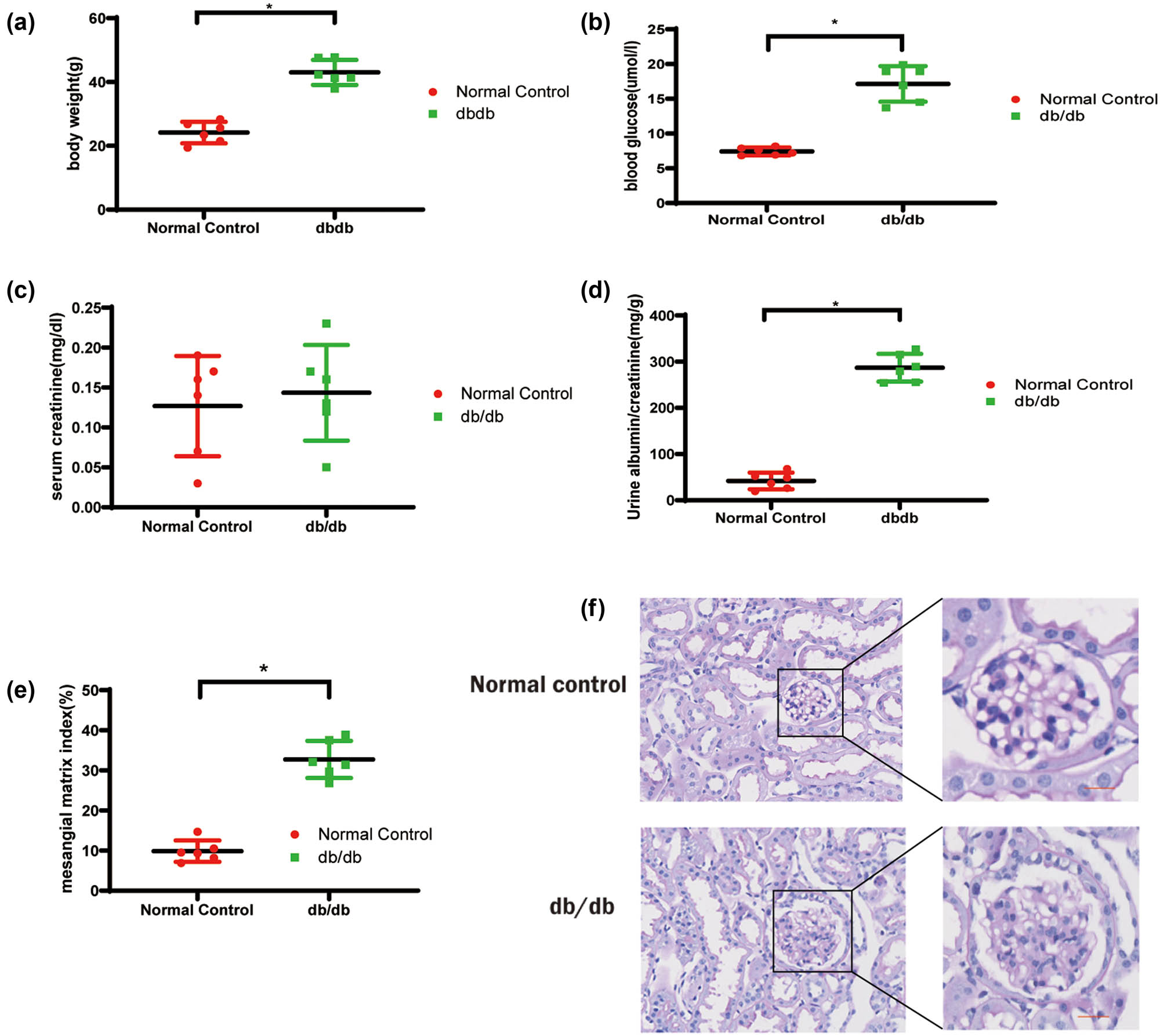 Figure 5 
                  DKD modeling. (a) Body weight, (b) blood glucose, (c) serum creatinine, (d) urine albumin/creatinine, (e) semi-quantitative analysis of mesangial matrix, (f) representative photomicrographs of PAS staining of glomeruli of db/db mice and nondiabetic mice. *P < 0.05. Scale bar = 25 µm.
               