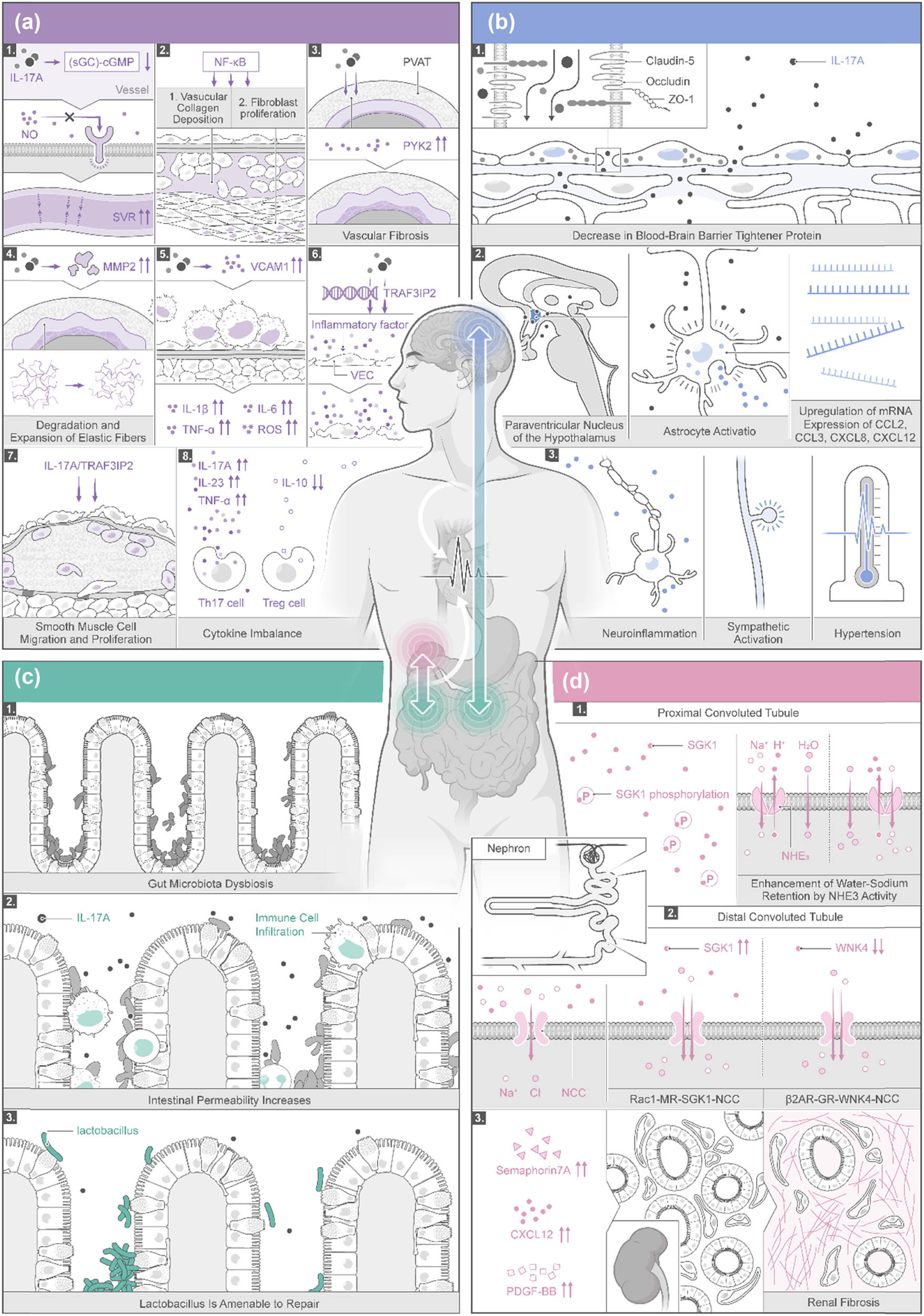 Figure 2 
                     Mechanisms of IL-17A-induced hypertension through multiple pathways in the vascular system (a), brain (b), intestinal microbiota (c), and kidneys (d). When the inflammation from gut microbiota gets further into the circulating bloodstream, the brain, autonomic nervous system, and kidneys will be affected.
                  