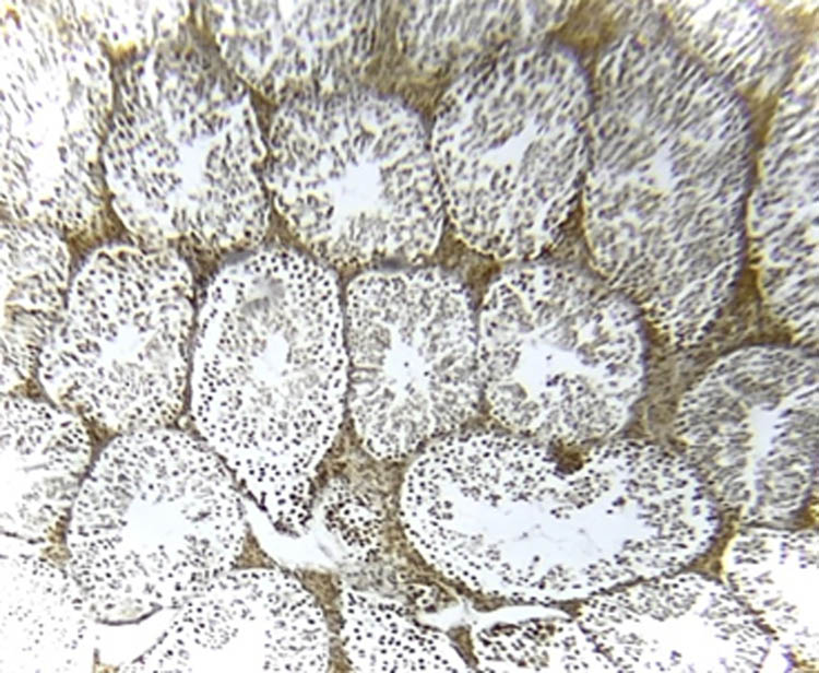 Figure 7 
                  NOS immunoreactivity in the control group.
               