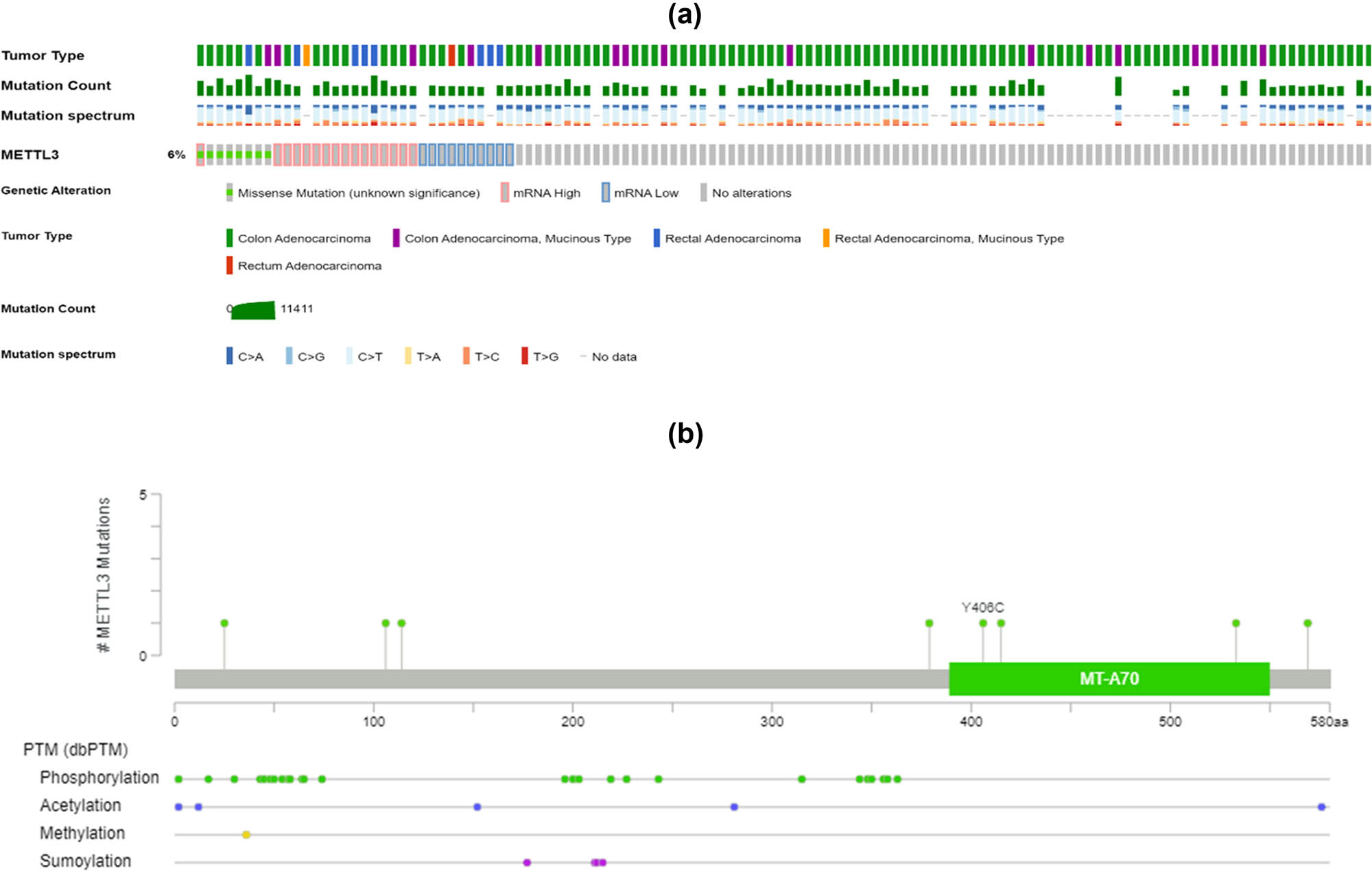 Figure 2 
                  Mutation analysis in METTL3 gene. (a) Mutation type, spectrum, and genetic alteration in METTL3 gene. (b) DKC1, YTHDF1, and METTL3 were identified as the overlapping genes of DEGs in both datasets.
               