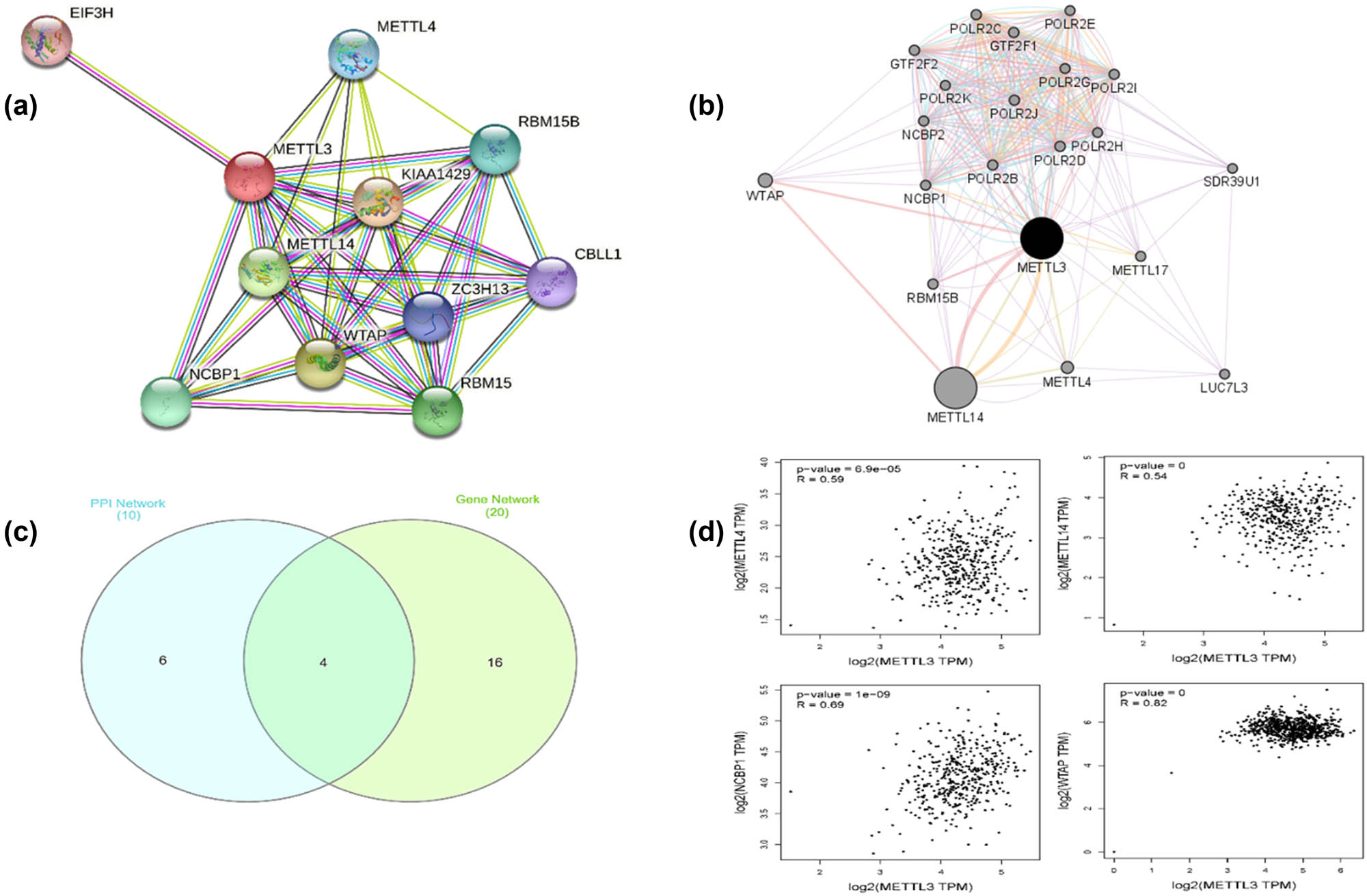Figure 3 
                  The interaction network and correlation of PUS7. (a) The protein interaction network of PUS7. Ten proteins METTL4, EIF3H, RBM15B1, CBLL1, WTAP, NCBP1, RBM15, ZC3H13, METTL14, and KIAA1429 physically/functionally interact with PUS7. (b) Twenty genes named METTL14, WTAP, METTL4, GTF2F2, POLR2D, RBM15B, GTF2F1, POLR2C, POLR2B, POLR2J, NCBP2, POLR2I, METTL17, NCBP1, LUC7L3, POLR2G, POLR2H, POLR2E, POLR2K, and SDR39U1 have physical interactions or genetic interactions, share protein domains with METTL3. (c) Four genes (METTL14, METTL4, NCBP1, and WTAP) were shared by the two networks. (d) The correlation analysis of METTL3 with METTL14, METTL4, and NCBP1.
                  
               