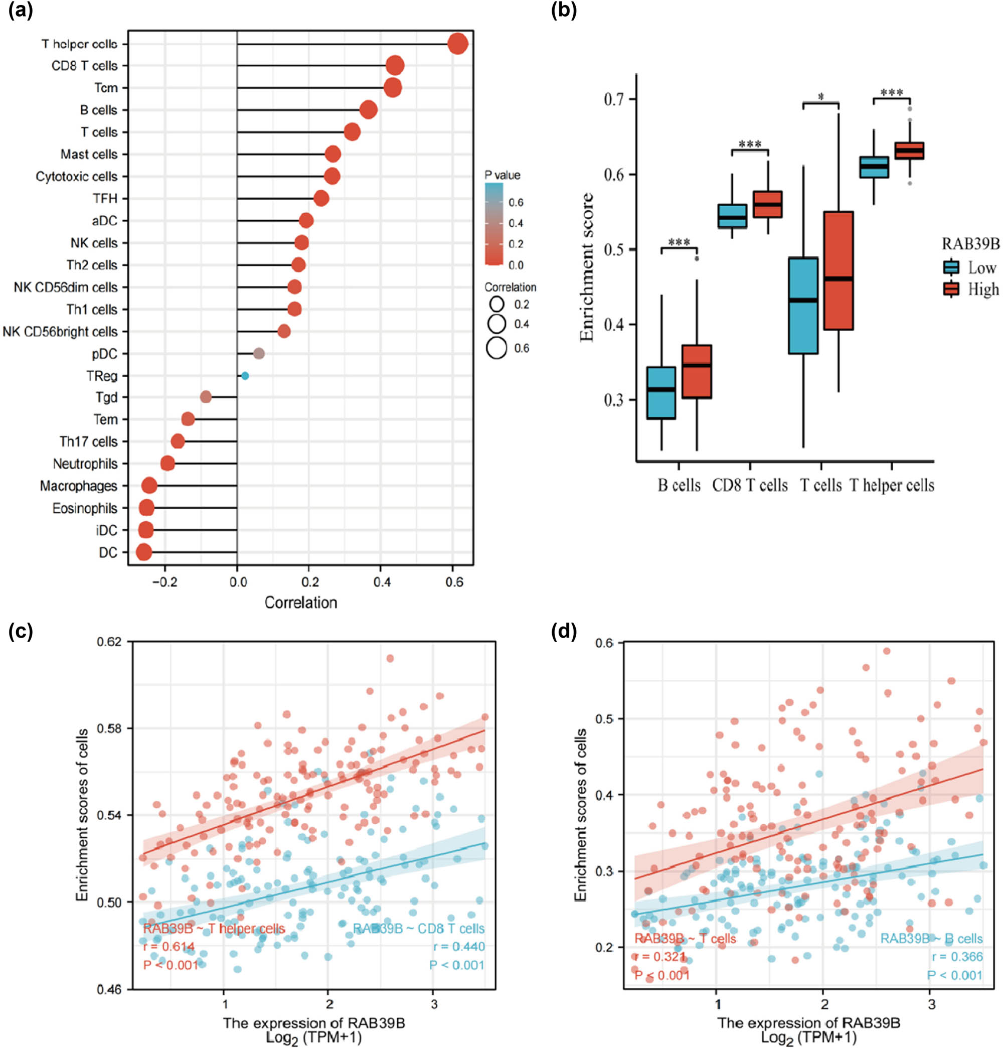 Figure 4
The correlation between RAB39B and immune markers in AML. (a) Correlation between the expression of RAB39B and 24 different types of immune cells. (b) Scatter plots depicting the correlation between RAB39B expression and the level of immune infiltration by T cells, B cells, T helper cells, and CD8 T cells. (c, d) The presence of T helper cells, T cells, CD8 T cells, and B cells is observed in cases with both low and high expression levels of RAB39B.