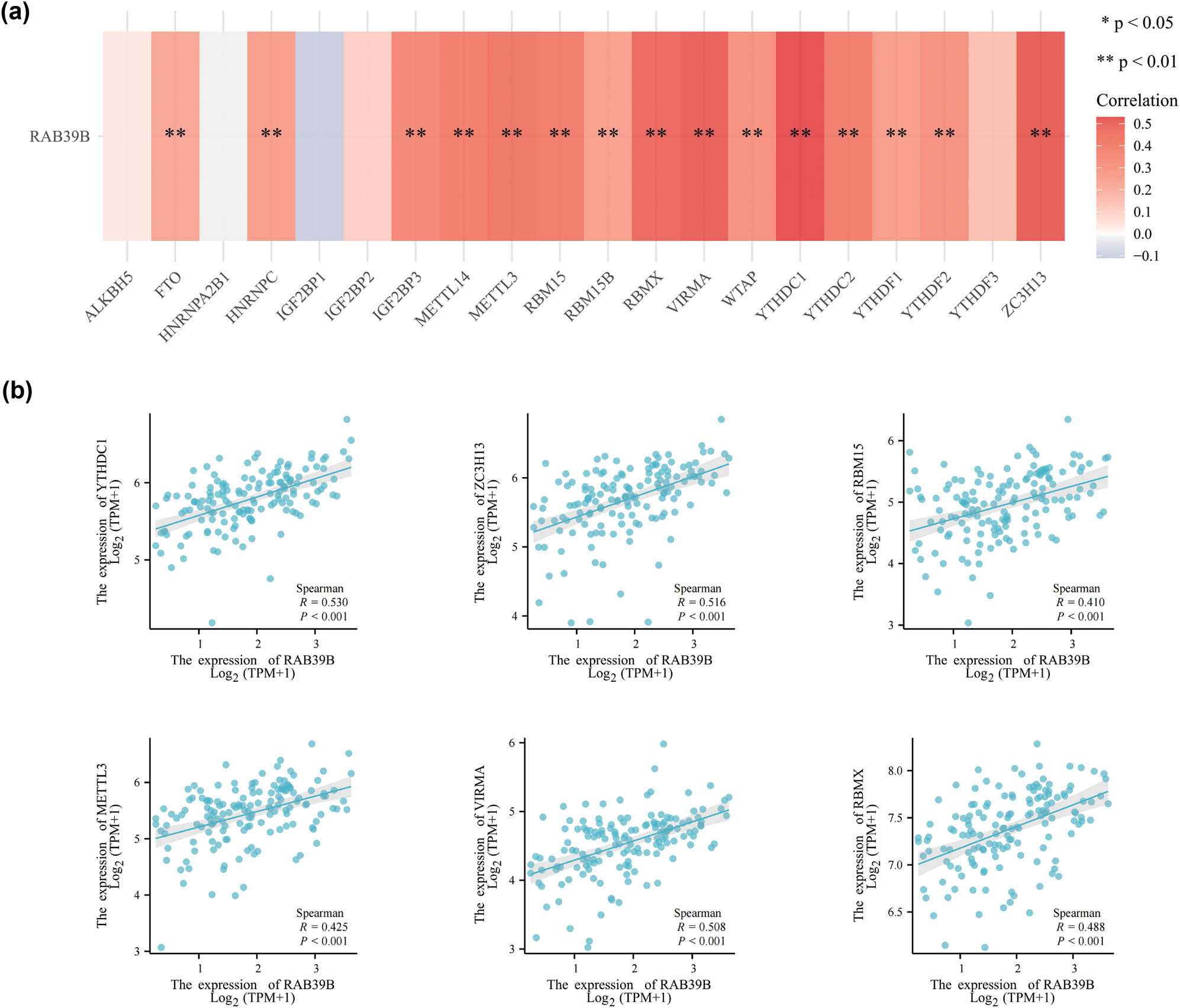 Figure 6
The association between RAB39B and m6A-associated genes in AML. (a) Examination of the association between RAB39B expression and the expression of genes related to m6A in TCGA AML cohort. (b) Scatter plots illustrating the relationship between RAB39B and genes associated with m6A.
