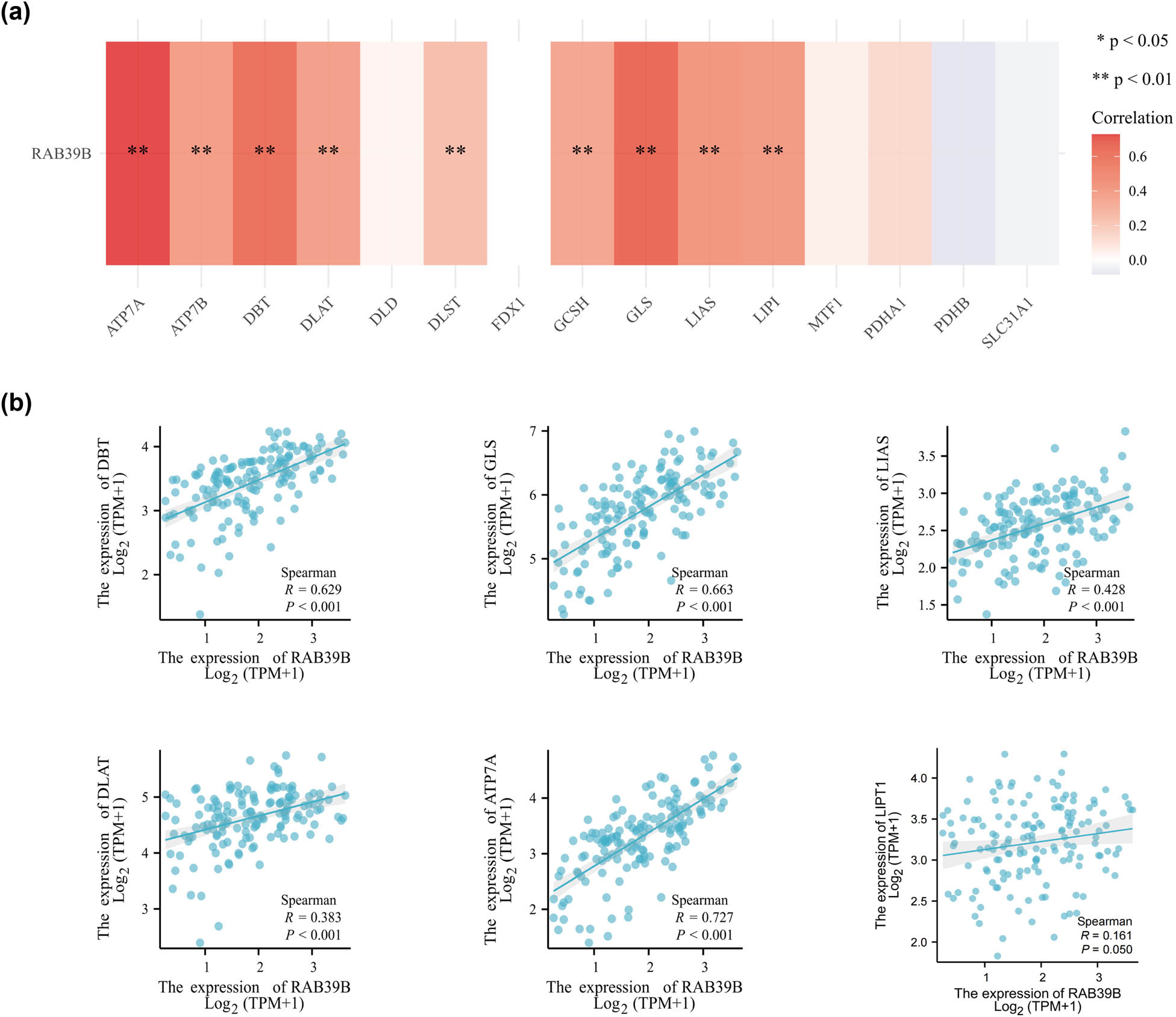 Figure 7
The relationship between RAB39B and genes associated with cuproptosis in AML. (a) Examining the association between the expression of RAB39B and genes related to cuproptosis in TCGA AML cohort. (b) Scatter plots illustrating the relationship between RAB39B and genes associated with cuproptosis.