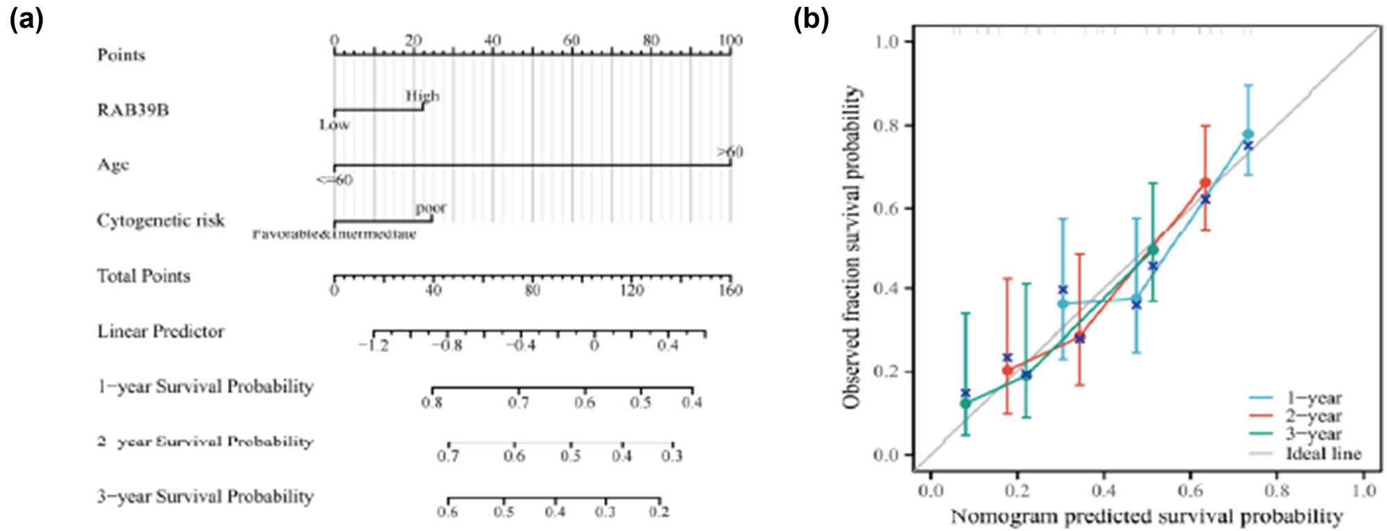Figure 9
An AML prognostic predictive model for RAB39B. (a) A nomogram is available to estimate the likelihood of surviving for 1, 2, and 3 years for AML. (b) A calibration plot of the nomogram for predicting OS at 1, 2, and 3 years.