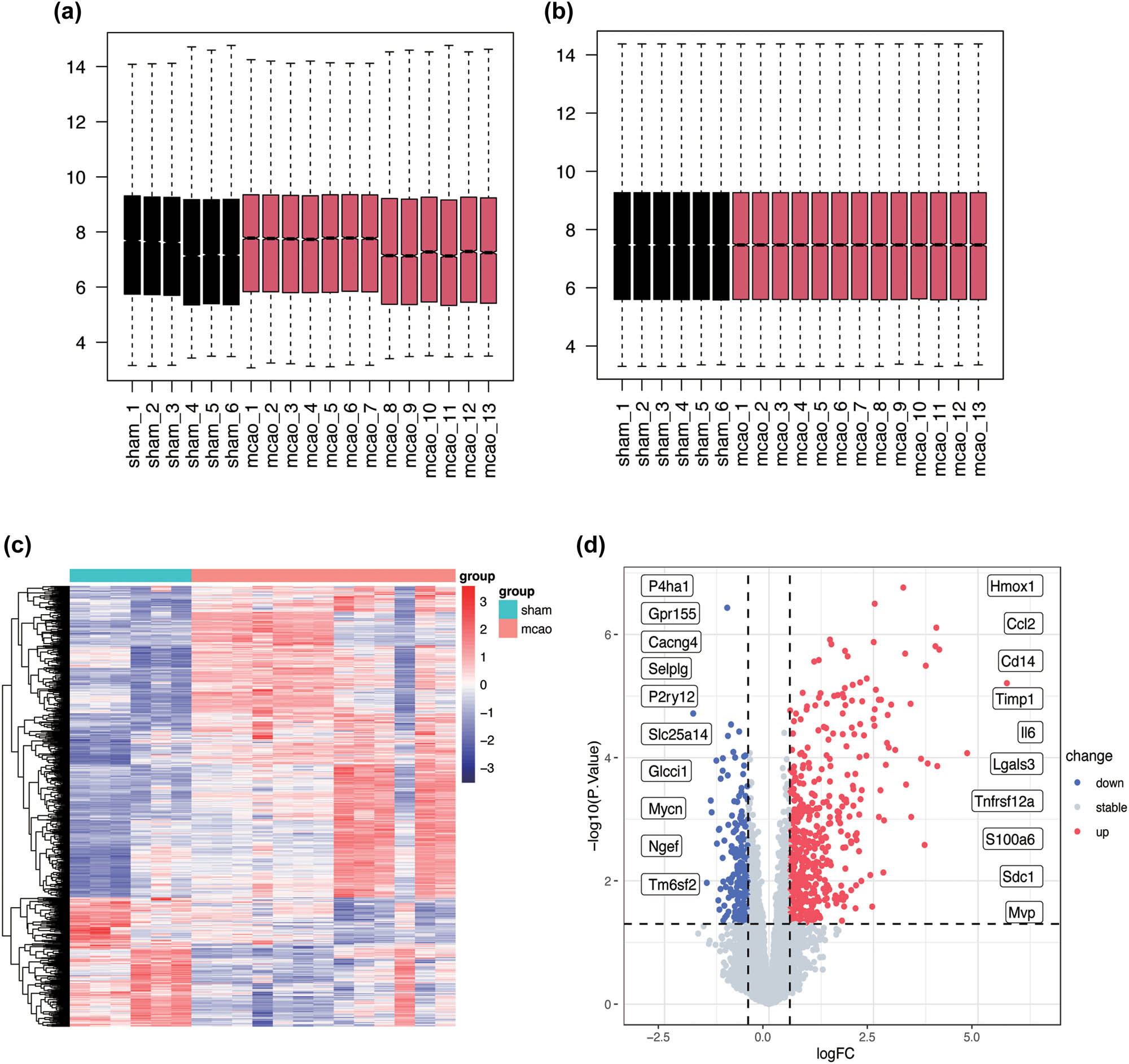 Figure 2 
                  Datasets normalization and differential analysis (a) and (b) Comparison of GSE30655 and GSE35388 before and after batch effect correction. (c) Heatmap of the DEGs between sham and MCAO samples; red represents up-regulated genes, and blue represents down-regulated genes. (d) The volcano plot illustrates the distribution of DEGs, with the top 10 significantly up-regulated (blue) and down-regulated (red) genes marked for emphasis.
               