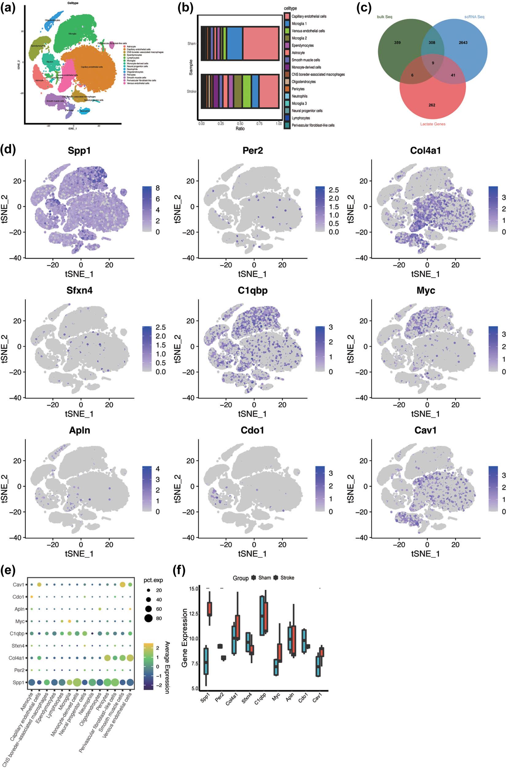 Figure 3 
                  Cell subpopulation annotation of single-cell data and LR-DEG identification. (a) Cell annotation of 16 clusters, 16 clusters annotated into 14 cell types, astrocyte, capillary endothelial cells, CNS border-associated macrophages, ependymocytes, lymphocytes, microglia, monocyte-derived cells, neural progenitor cells, neutrophils, oligodendrocytes, pericytes, smooth muscle cells, perivascular fibroblast-like cells, and venous endothelial cells. (b) The cell ratio between sham MCAO groups. (c) Venn diagram displaying nine LR-DEGs in IS that overlapped bulk RNA sequencing analysis, single-cell RNA sequencing analysis, and LRGs. (d) and (e) The distribution and expression level of the nine LR-DEGs in cells; blue represents high expression in tSNE, and black represents low expression. The size of the circle represents the percentage it occupies. (f) The gene expression level of the nine LR-DEGs.
               