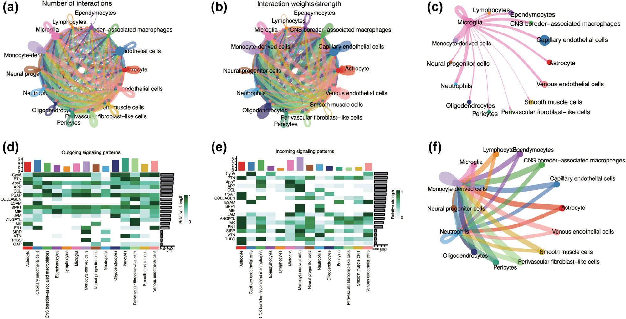 Figure 4 
                  Intercellular communication analysis and signaling pathway analysis. (a) and (b) Circos diagrams illustrate the density of interactions between various pairs of cell types. The thickness of a line in the Circos plot corresponds to the intensity of interactions among distinct cell types. (c) Microglia communication with a diverse range of cell types. (d) and (e) The major signaling inputs and outputs among different cell types. (f) The circos diagram of Spp1 signaling pathway between different cell types.
               