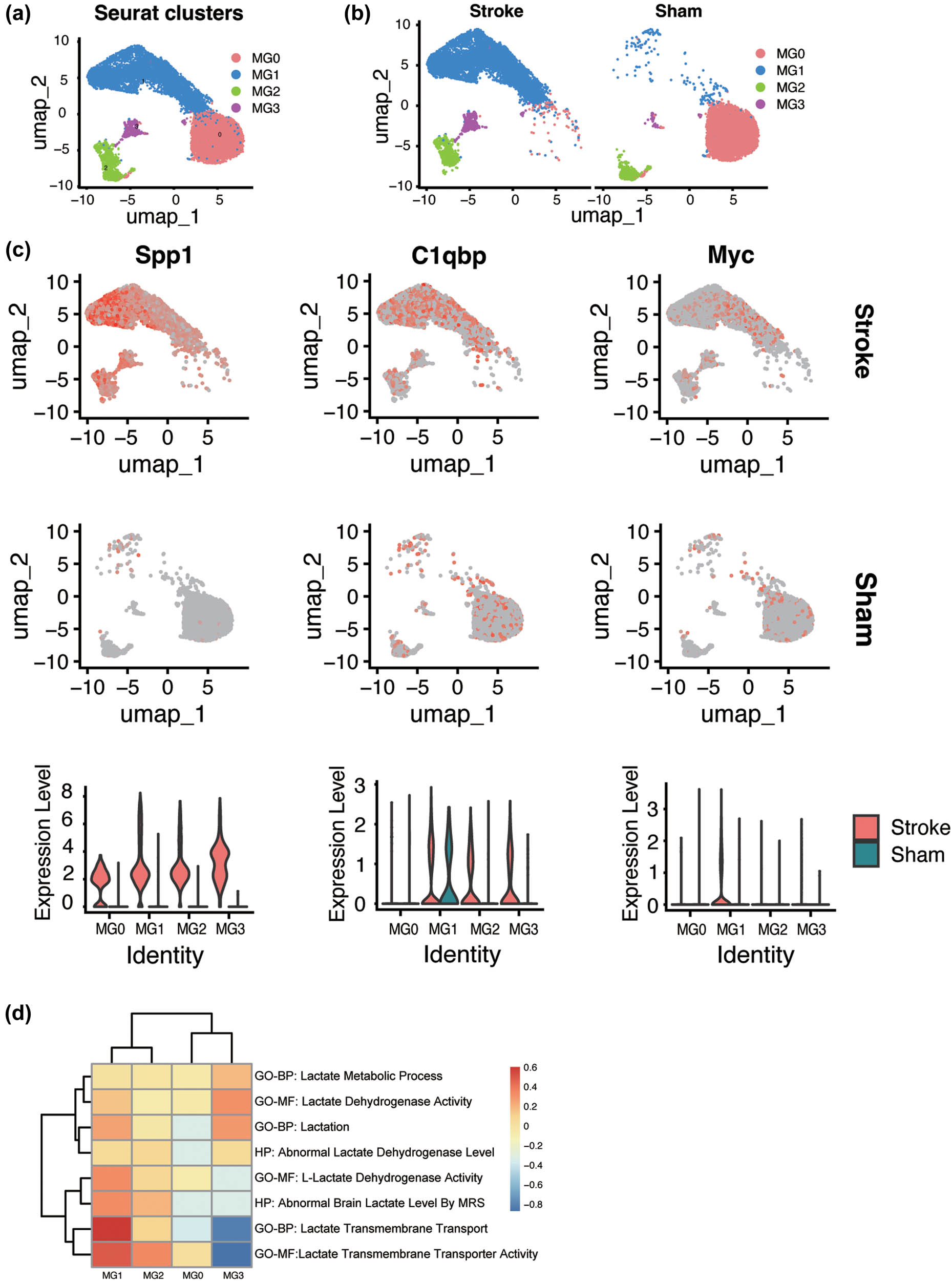 Figure 5 
                  Microglia subclusters analysis and functional enrichment analysis of cluster 1. (a) The four subclusters of microglia. (b) Microglia density changes by groups. (c) Distribution of the three key LR-DEGs in microglia and the expression level of these genes. (d) GSVA analysis of four microglia subclusters.
               