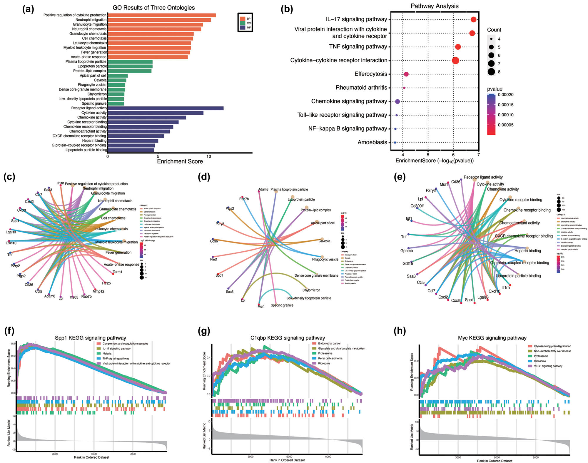 Figure 6 
                  Functional enrichment analysis of the microglia MG1. (a) GO enrichment analysis of microglia MG1. (b) KEGG pathway enrichment analysis. (c)–(e). The chord diagram displays the connectivity between key genes and enriched GO terms. (f)–(h) GSEA of LRGs. KEGG signaling pathways involved in Spp1, C1qbp, and Myc.
               