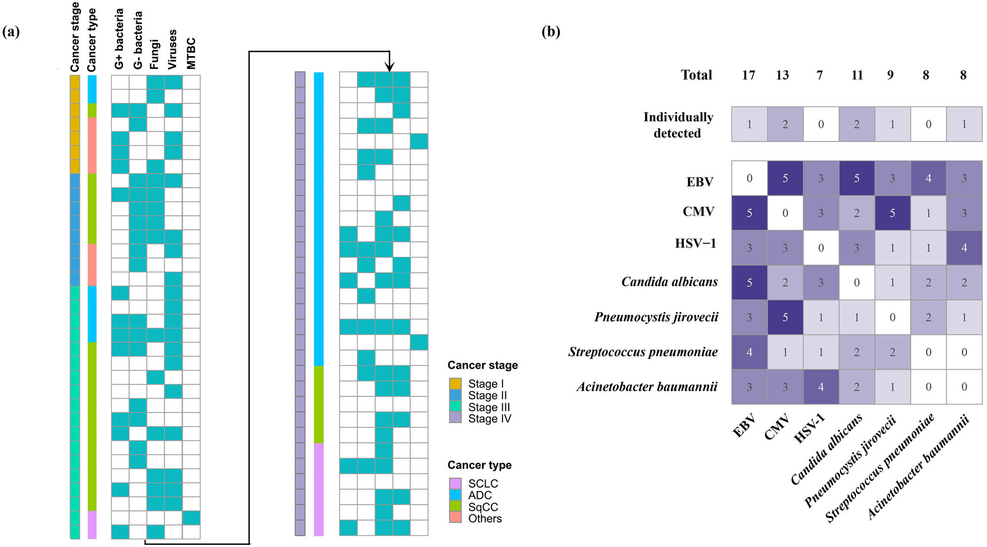 Figure 2 
                  Infection patterns in PI across different cancer types and stages. (a) Infection patterns in 63 infection episodes, with bars color-coded to represent the cancer stage (I–IV) and histological type (NSCLC or SCLC) of each case. Multiple pathogens were detected in 61.02% of infection episodes, with fungi and viruses being the most common co-detected combination. (b) Coexistence patterns of predominant pathogens identified in the cohort, illustrating the complexity of polymicrobial infections in lung cancer patients. C. albicans was frequently co-detected with EBV, and P. jirovecii was often found alongside CMV. MTBC: M. tuberculosis complex; CMV: cytomegalovirus; EBV: Epstein-Barr virus; HSV: herpes simplex virus.
               