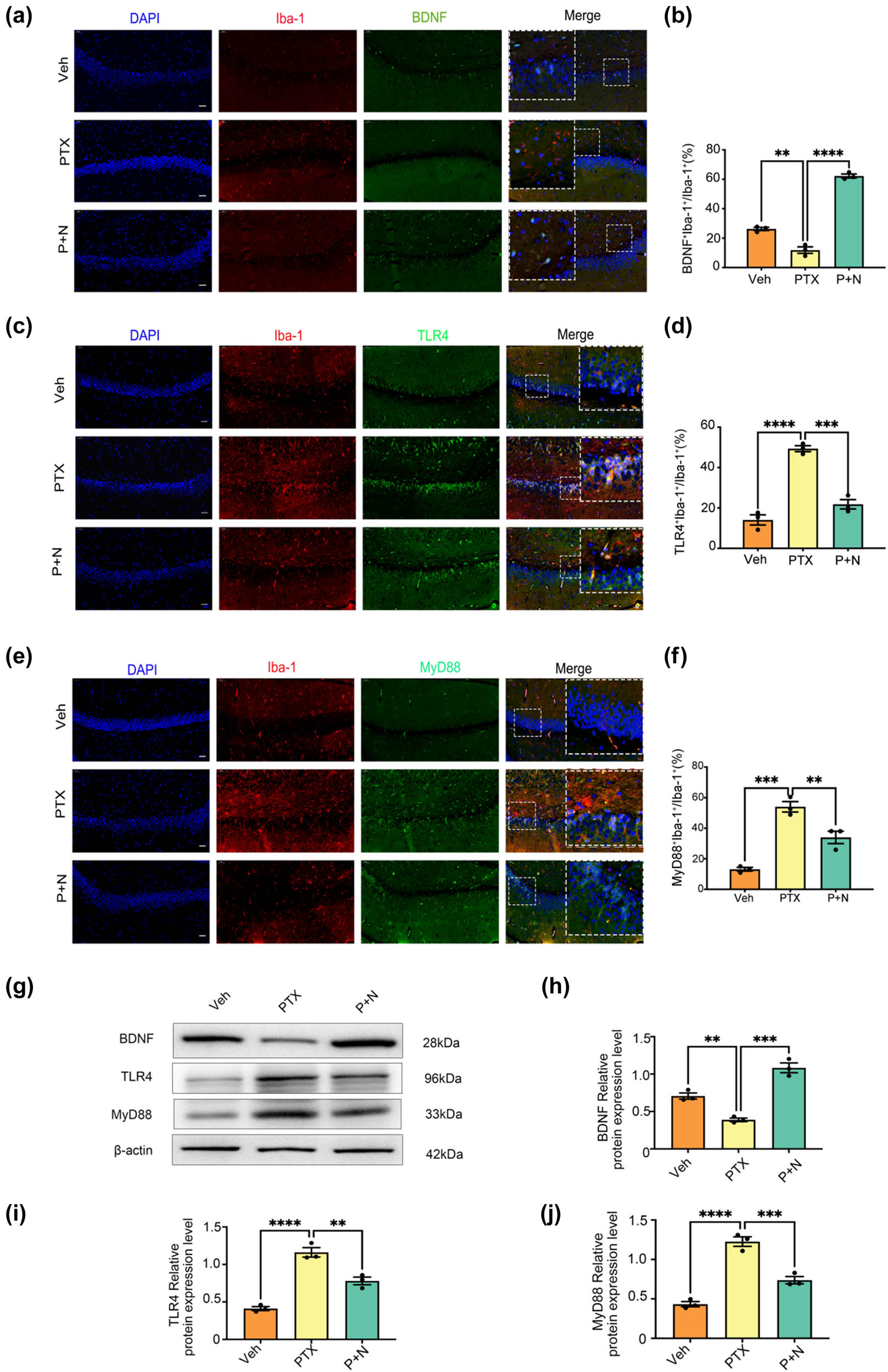 Figure 3 
                  Necroptosis of hippocampal neurons leads to decreased BDNF release from microglia and activation of TLR4/MyD88 signaling pathway. (a) Microphotographs of fluorescent immunohistochemical staining showing double labeling of BDNF (green) and Iba-1 (red). Bar = 50 µm. (b) Number of microglial cells and BDNF co-labeled cells as a percentage of the number of microglial cells. Results were expressed as the Mean ± SEM, n = 3 mice/group, **P < 0.01, ****P < 0.0001. Abbreviation: Veh, vehicle; PTX, paclitaxel; P + N, paclitaxel + necrostatin-1. (c) Microphotographs of fluorescent immunohistochemical staining showing double labeling of TLR4 (green) and Iba-1 (red). Bar = 50 µm. (d) Number of microglial cells and TLR4 co-labeled cells as a percentage of the number of microglial cells. Results were expressed as the Mean ± SEM, n = 3 mice/group. (e) Microphotographs of fluorescent immunohistochemical staining showing double labeling of MyD88 (green) and Iba-1 (red). Bar = 50 µm. (f) Number of microglial cells and MyD88 co-labeled cells as a percentage of the number of microglial cells. Results were expressed as the Mean ± SEM, n = 3 mice/group. (g)–(j) Western blot expression of BDNF, TLR4, and MyD88 in the hippocampus of mice in different groups. All data are shown as the Mean ± SEM, n = 3 for each group.
               