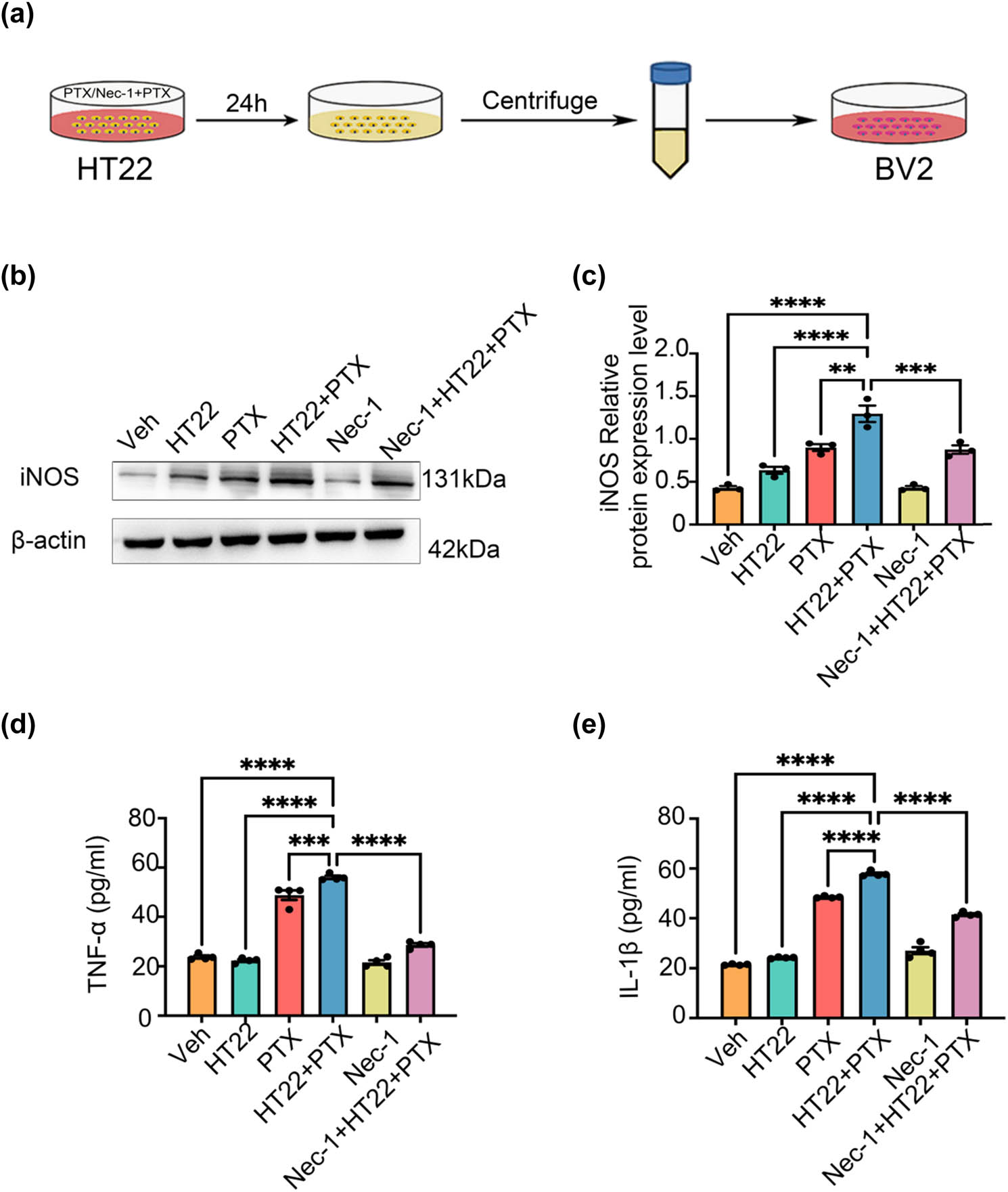 Figure 4 
                  Preparation of DAMPs in the conditioned medium for PTX-induced necroptosis of HT22 cells and the conditioned medium for PTX-induced necroptosis of HT22 cells can induce BV-2 cells to polarize toward M1. (a) Preparation of PTX-induced necroptosis-conditioned culture medium of HT22 cells. (b) and (c) Effects of necroptosis-conditioned culture medium of different groups of HT22 cells on iNOS expression in BV-2 cells. (d) Effects of necroptosis-conditioned culture medium of different groups of HT22 cells on TNF-α release of BV-2 cells. (e) Effects of necroptosis-conditioned culture medium of different groups of HT22 cells on IL-1β release of BV-2 cells. All data are shown as the Mean ± SEM, n = 3 mice/group, **P < 0.01, ***P < 0.001, ****P < 0.0001. Abbreviation: Veh, vehicle; PTX, paclitaxel; P + N, paclitaxel + necrostatin-1.
               